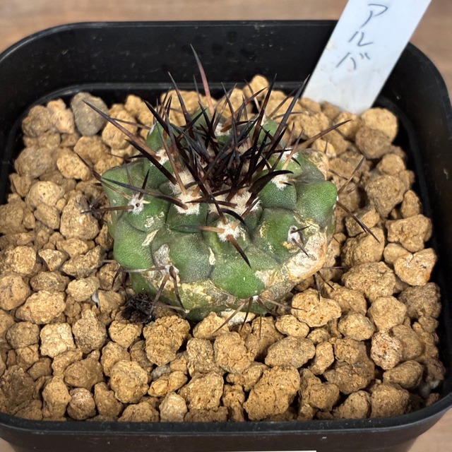 【Copiapoa】サボテン　コピアポア　コルムナアルバ　孤竜丸 実生【329】【再撮影】
