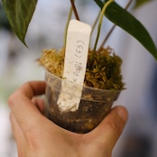 パピリラミナム(FS)×アンスリウム エース オブ スペード(AOS)⑦/ Papillilaminum ‘Fort Sherman' × Anthurium Ace of spades / 観葉植物