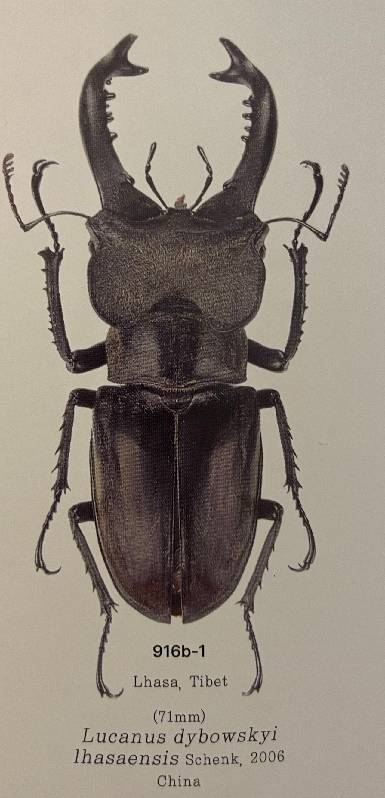 【WD】《ラサミヤマ（チョウセンミヤマ亜種lhasaensis） ♀単》