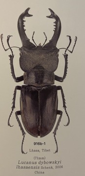 【WD】《ラサミヤマ（チョウセンミヤマ亜種lhasaensis） ♀単》