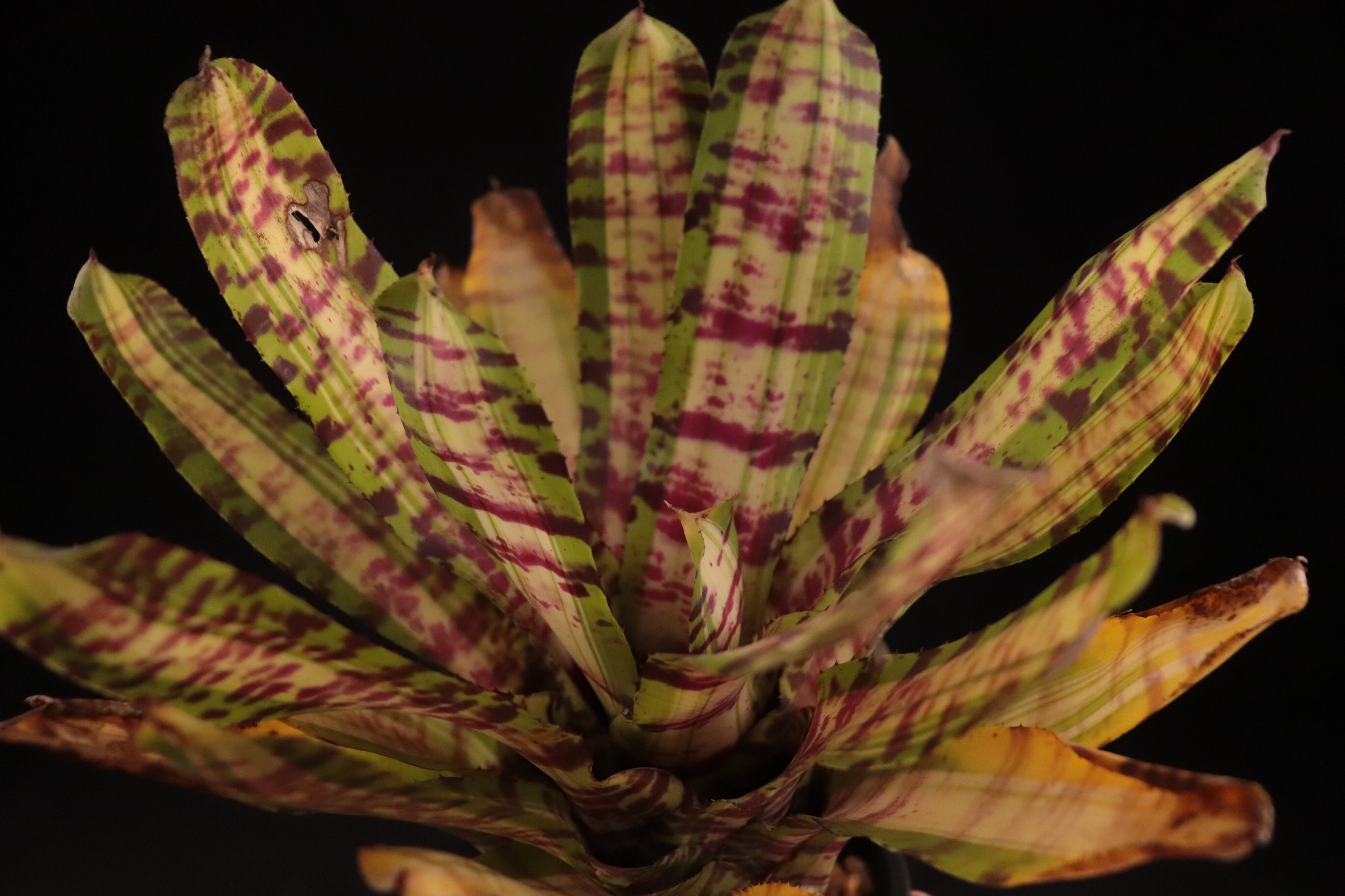 送料無料】Neoregelia 'Crazy Rabbit'〔ネオレゲリア〕現品発送N0411