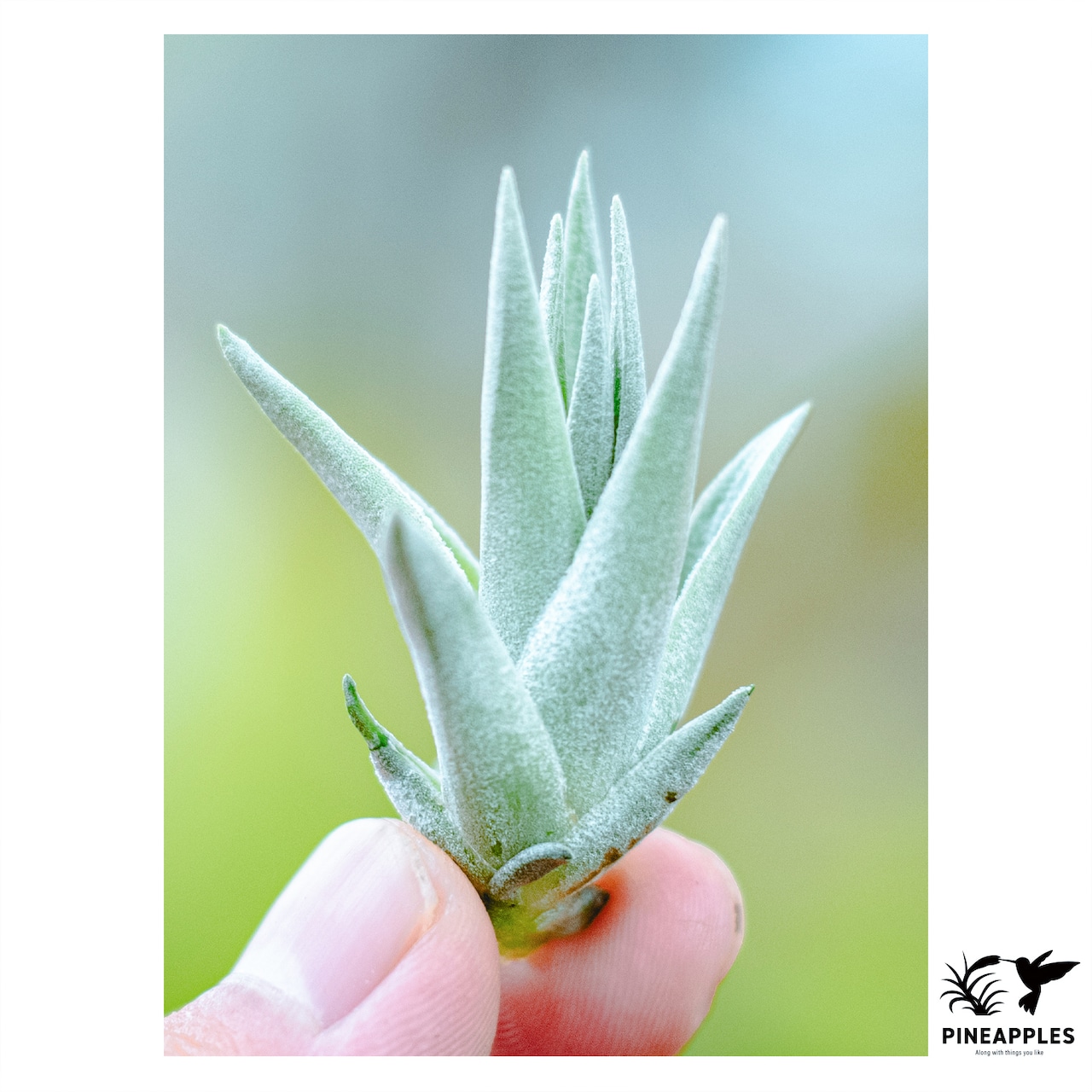 Tillandsia carminea - 1