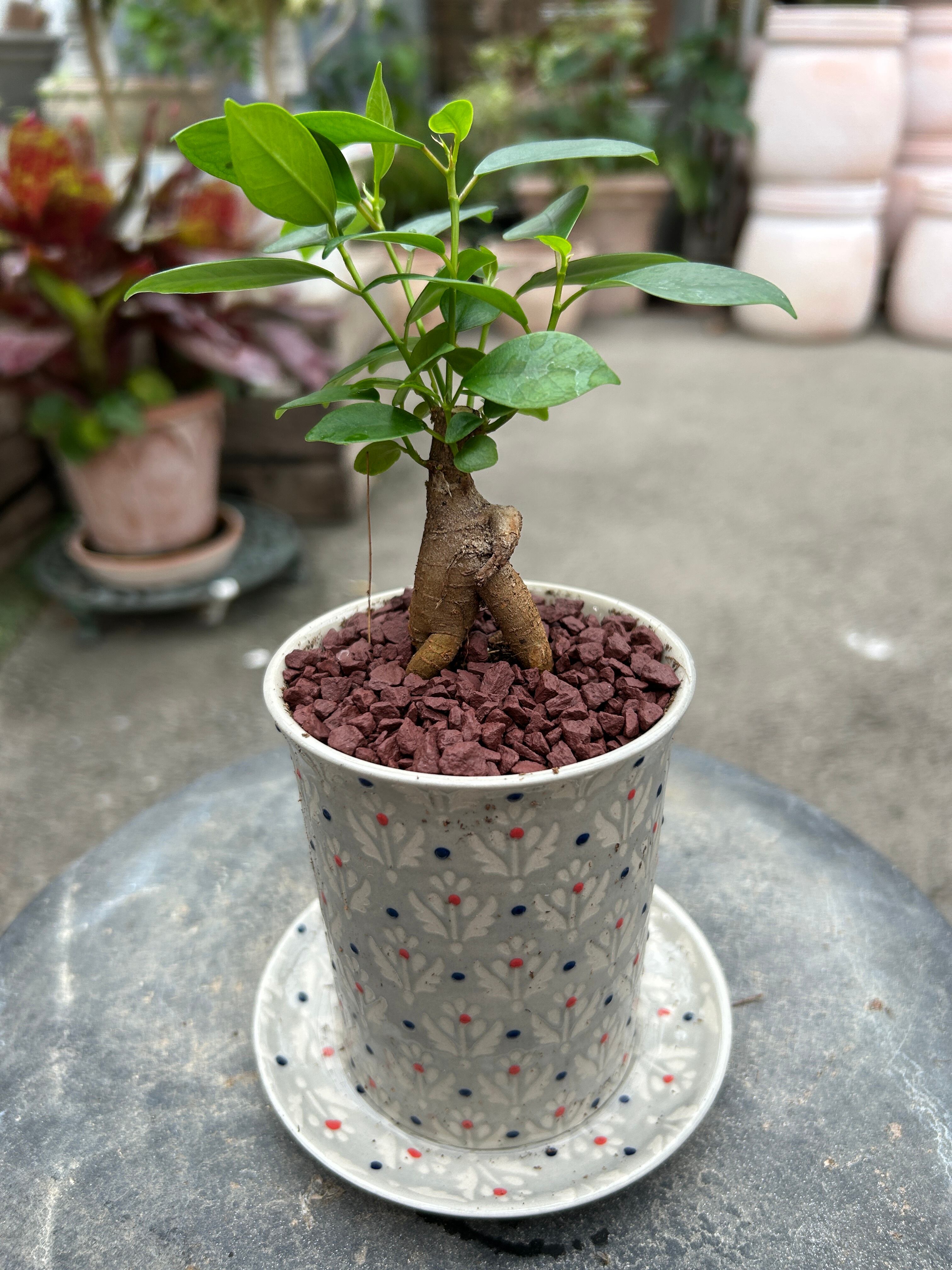 観葉植物 | オニ通