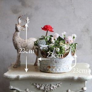 冬から春に楽しむ寄せ植え　アネモネファネモスレッドのシャビーなクラウンカップの寄せ植え　お正月にオススメ　届いてすぐ玄関に飾れる 　プレゼントにもオススメ　