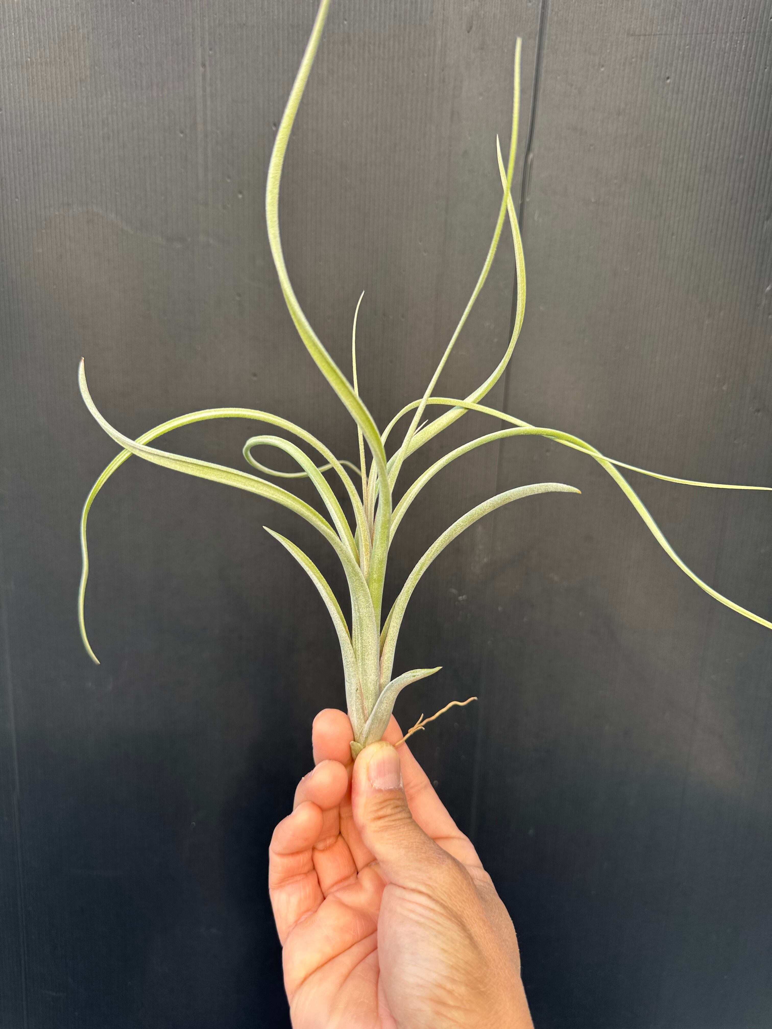 チランジア　シルバートーチ 9cef76ff29fbac1c2da8e5b18e564b