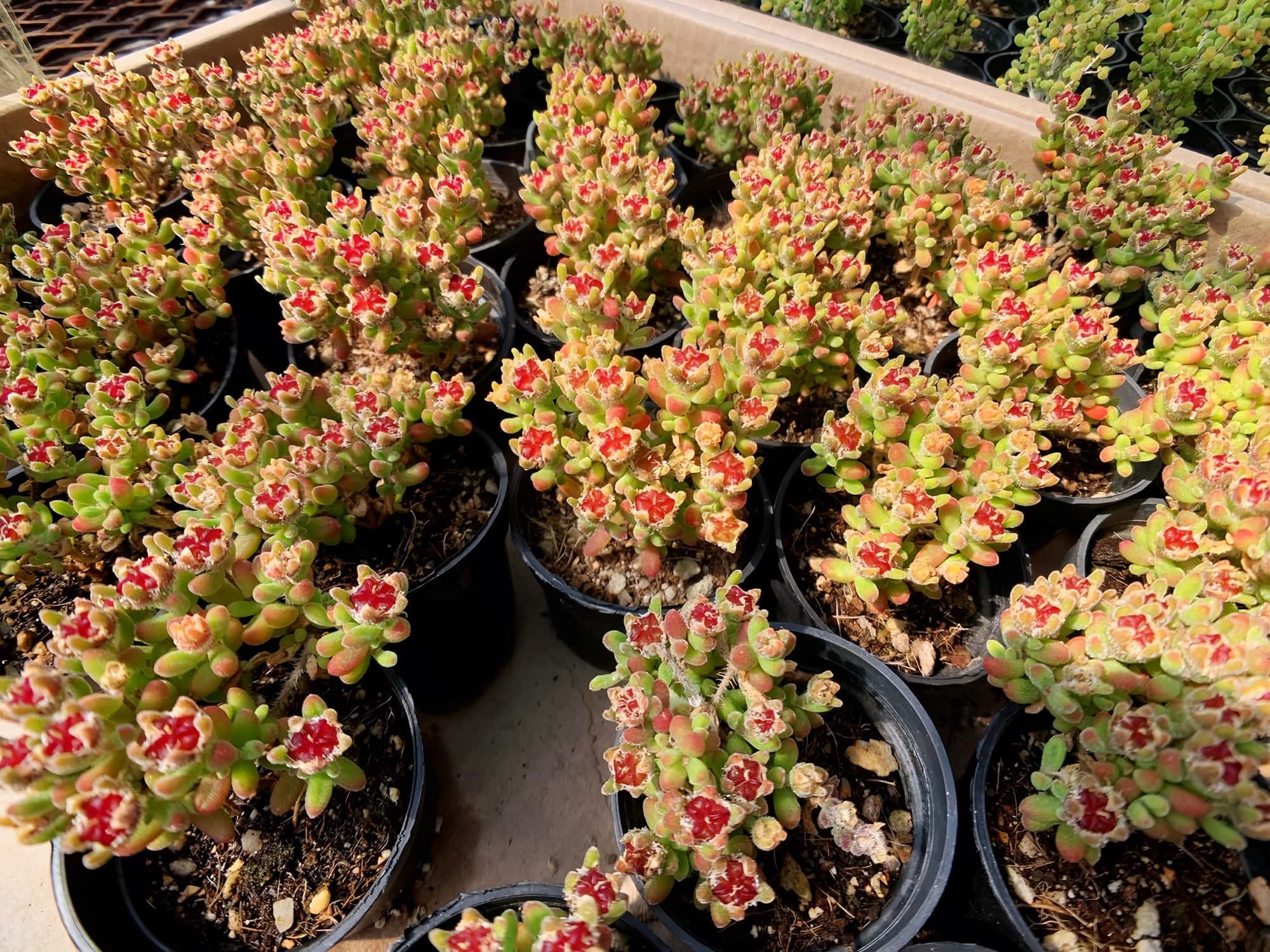 農園直売 多肉植物 寄せ植え ドロサンテマム レッドダイヤモンド（群