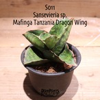 【送料無料】Sansevieria sp. Mafinga Tanzania Dragon Wing〔サンスベリア〕現品発送S0011
