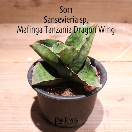 【送料無料】Sansevieria sp. Mafinga Tanzania Dragon Wing〔サンスベリア〕現品発送S0011