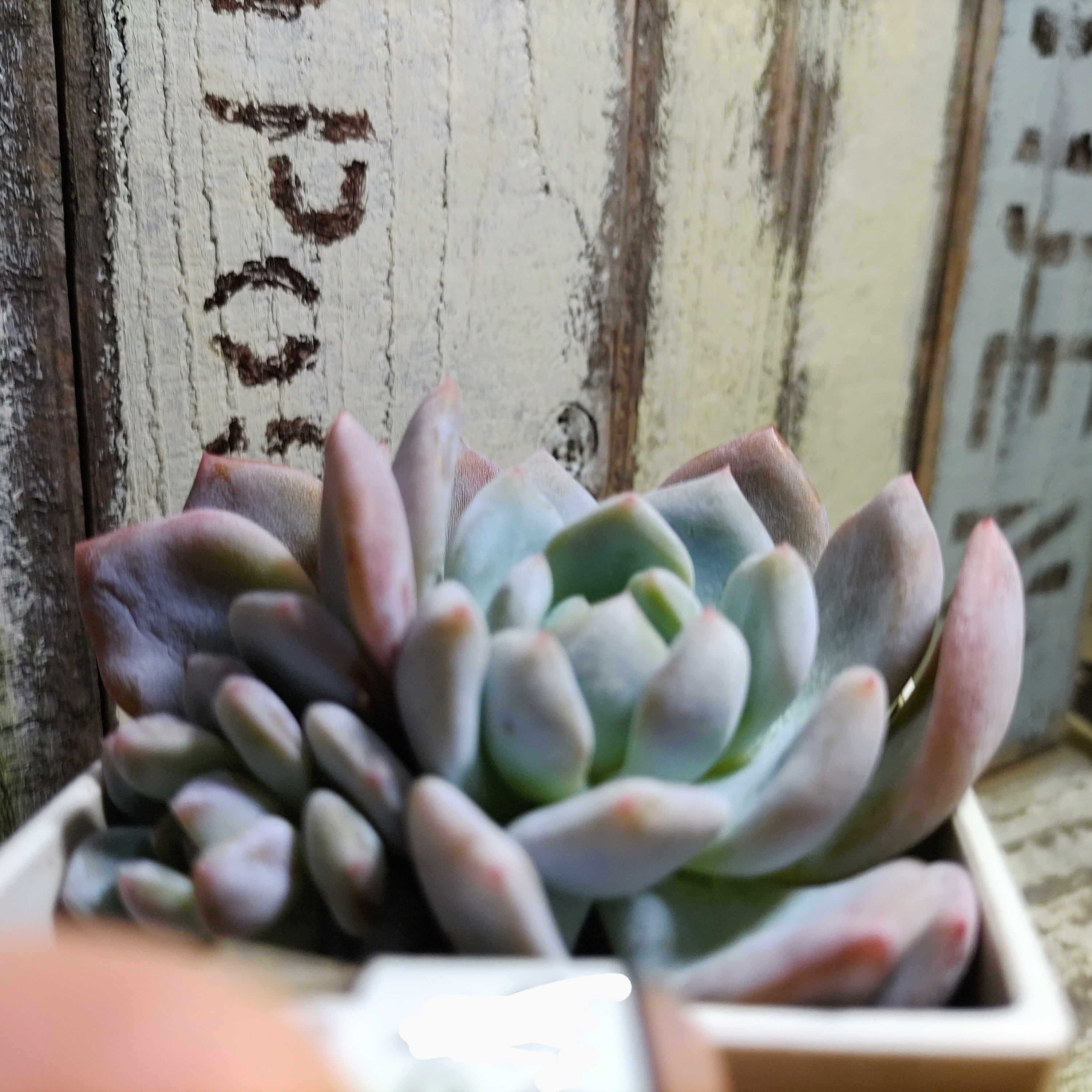 ラウリンゼ(エケベリア) | RuPo 多肉植物専門店