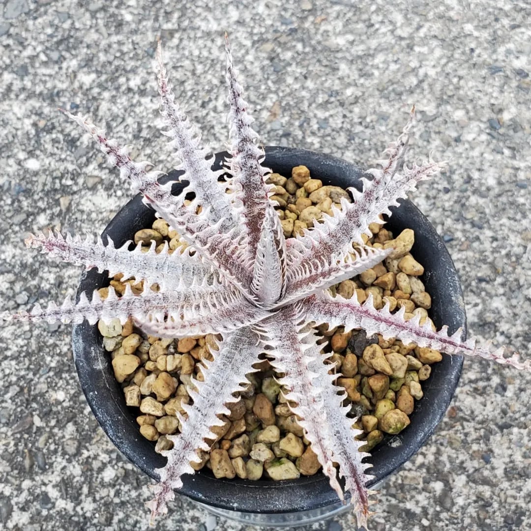 a0029_【N013】Dyckia ('Brittle Star' F3 D011 x 'Bagkok Star') x