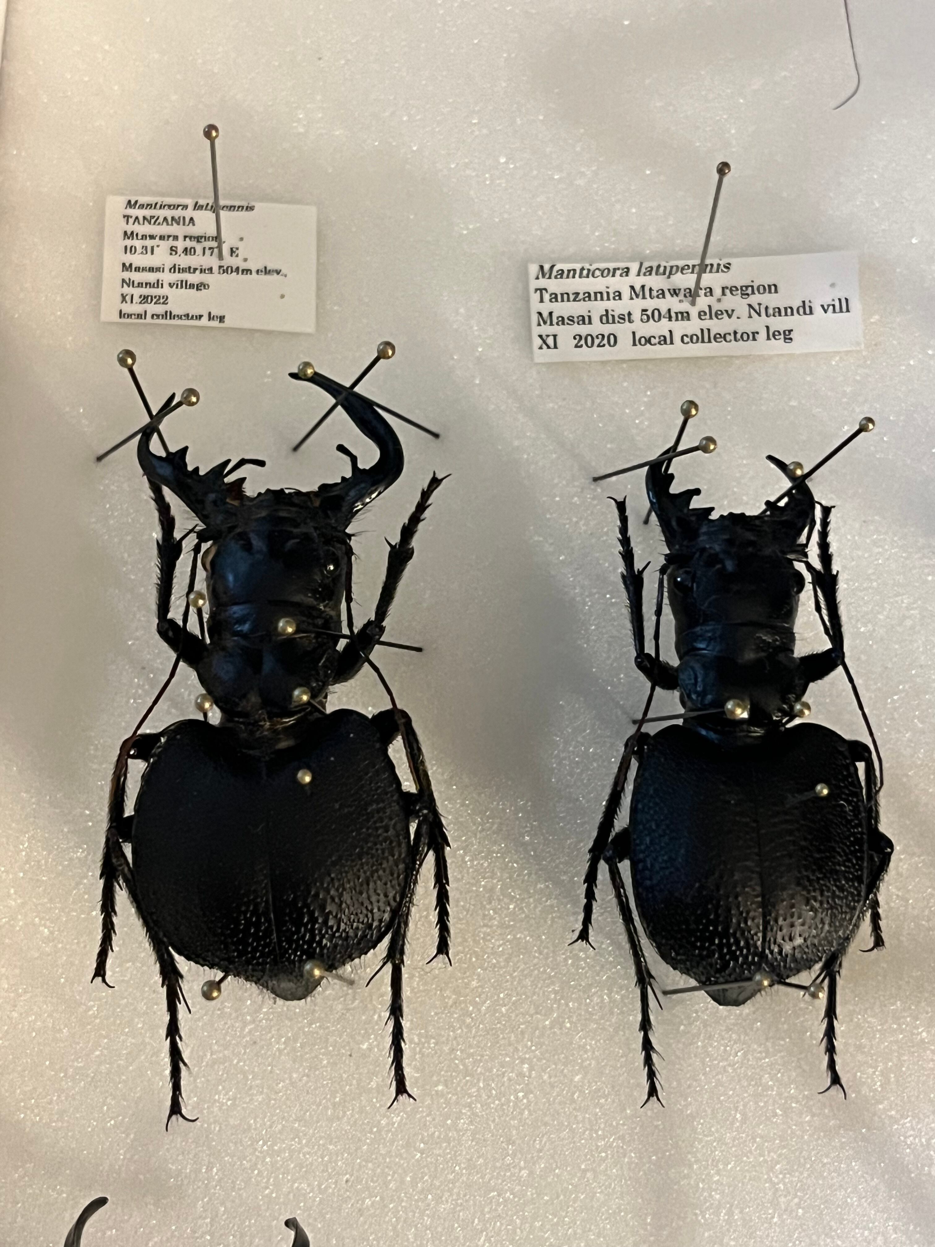 巨大♂】オオエンマハンミョウ Manticora タンザニア産 昆虫標本