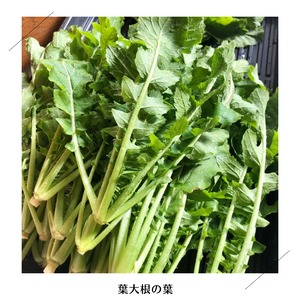 【11月より再開予定】＜木曜日に収穫・発送＞【まんなかサイズ】季節のお野菜セット
