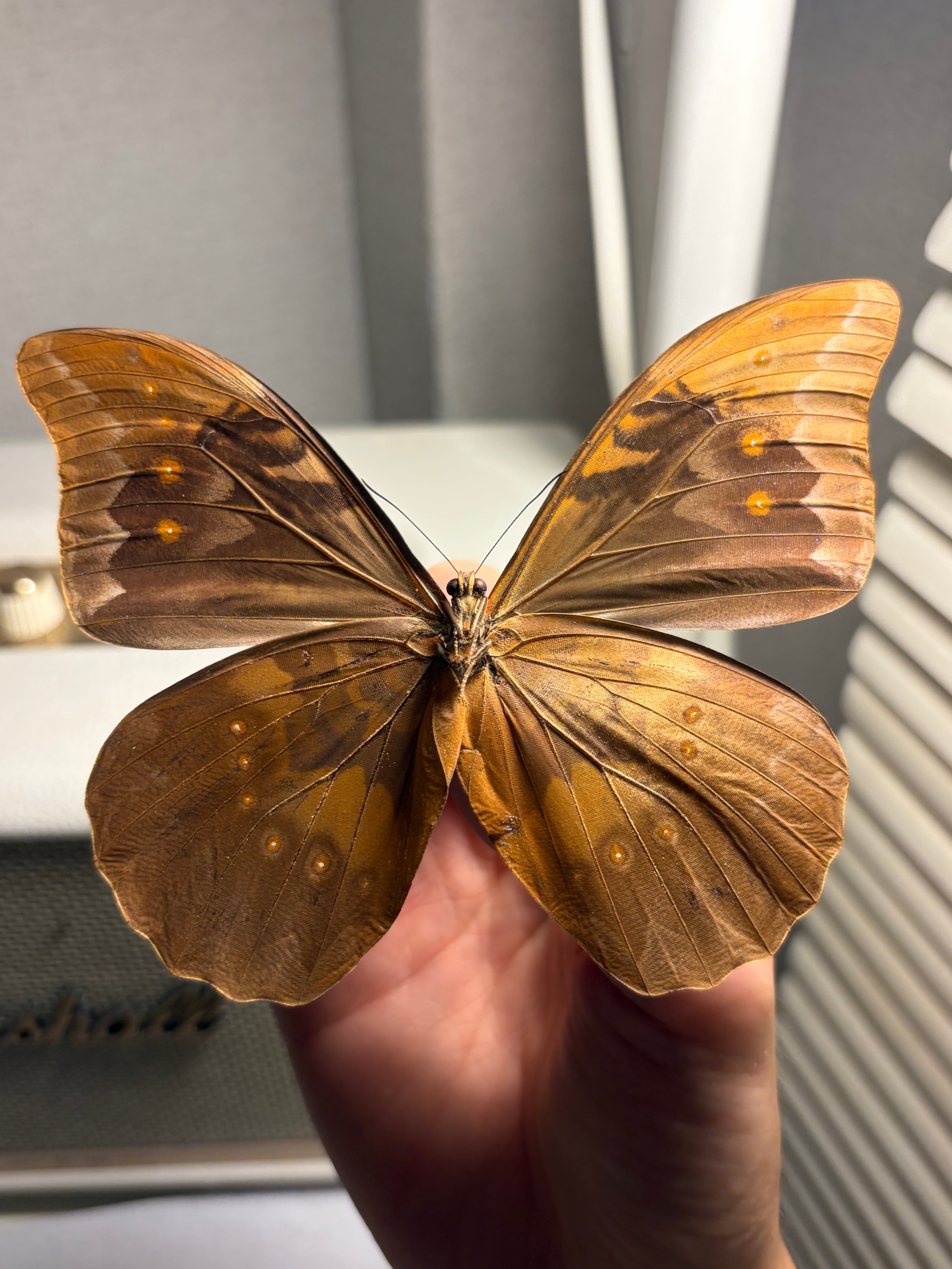 アナキシビアモルフォ 標本 蝶 チョウ Morpho anaxibia 外国産蝶標本