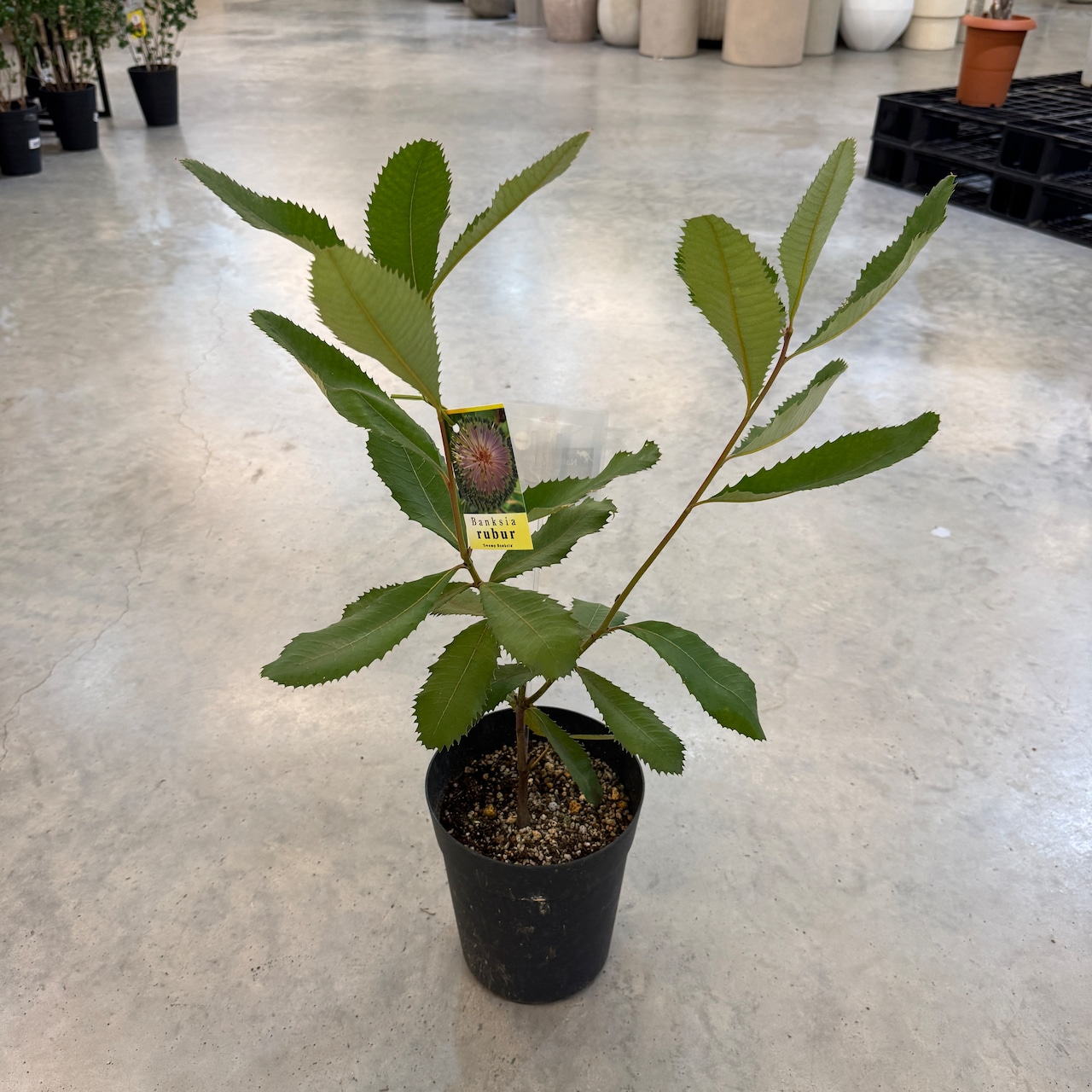 スワンブ バンクシア【576】