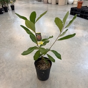 スワンブ バンクシア【576】