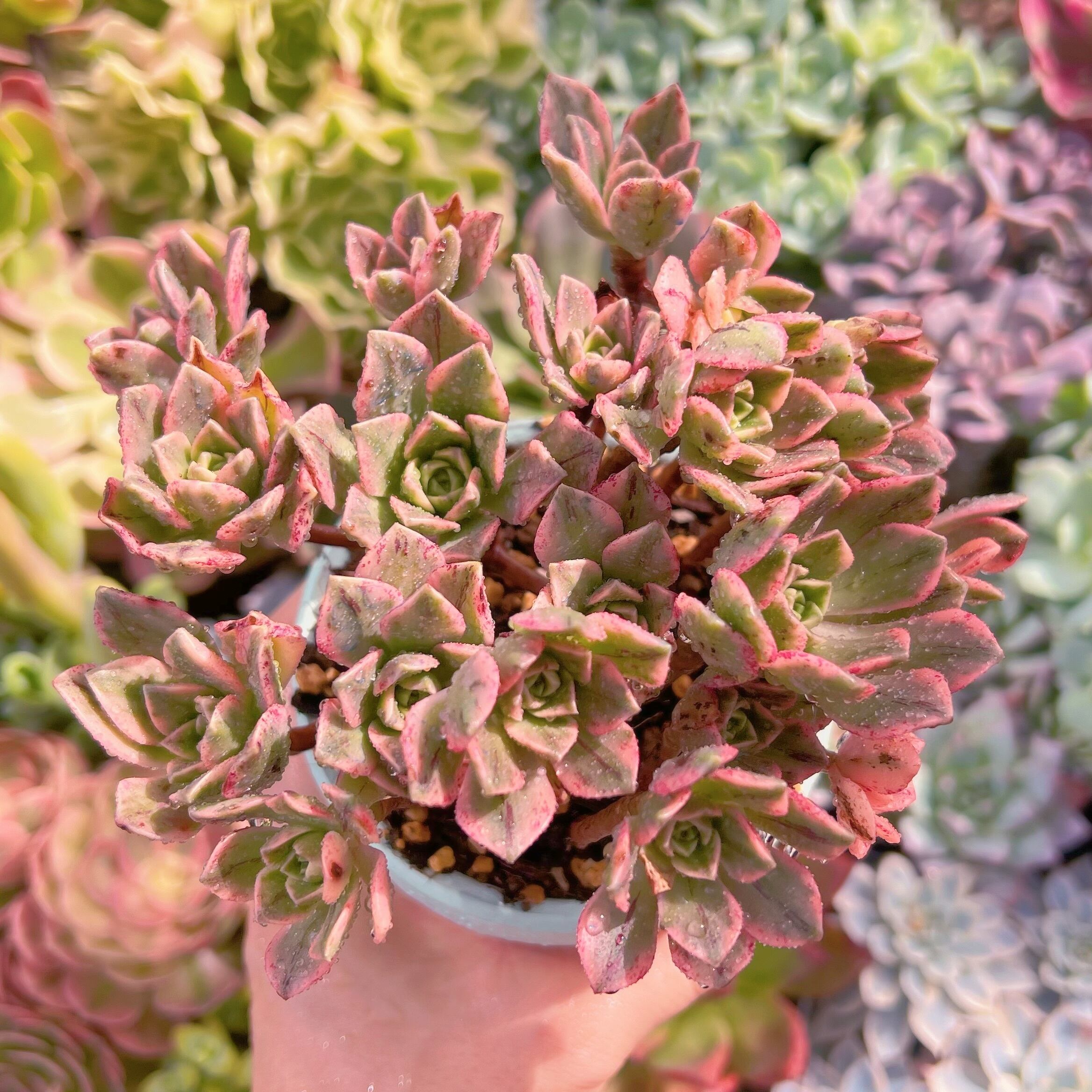 現物　sweet tea#620 るる農園