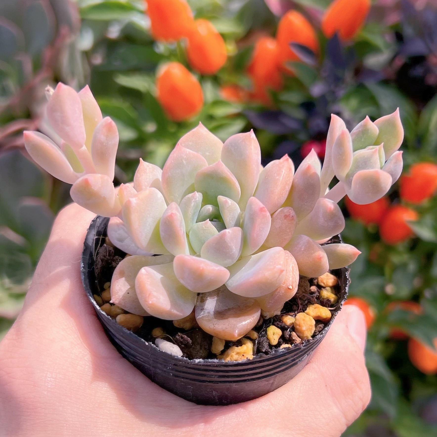 現物　フロストフラワー#617   古株　るる農園