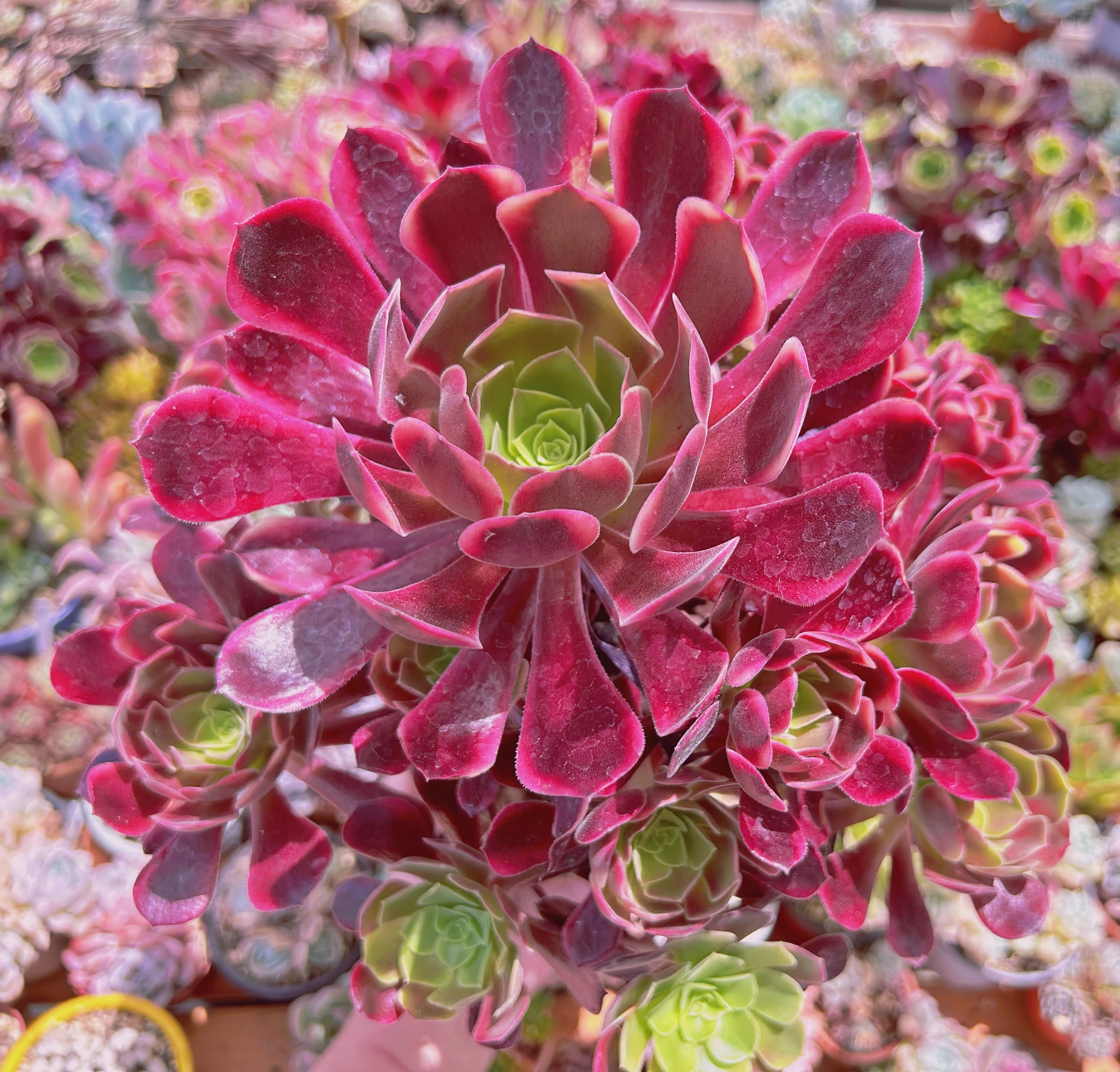 1177現物 多肉植物 カシミヤバイオレット錦 特特大群生 | るる農園