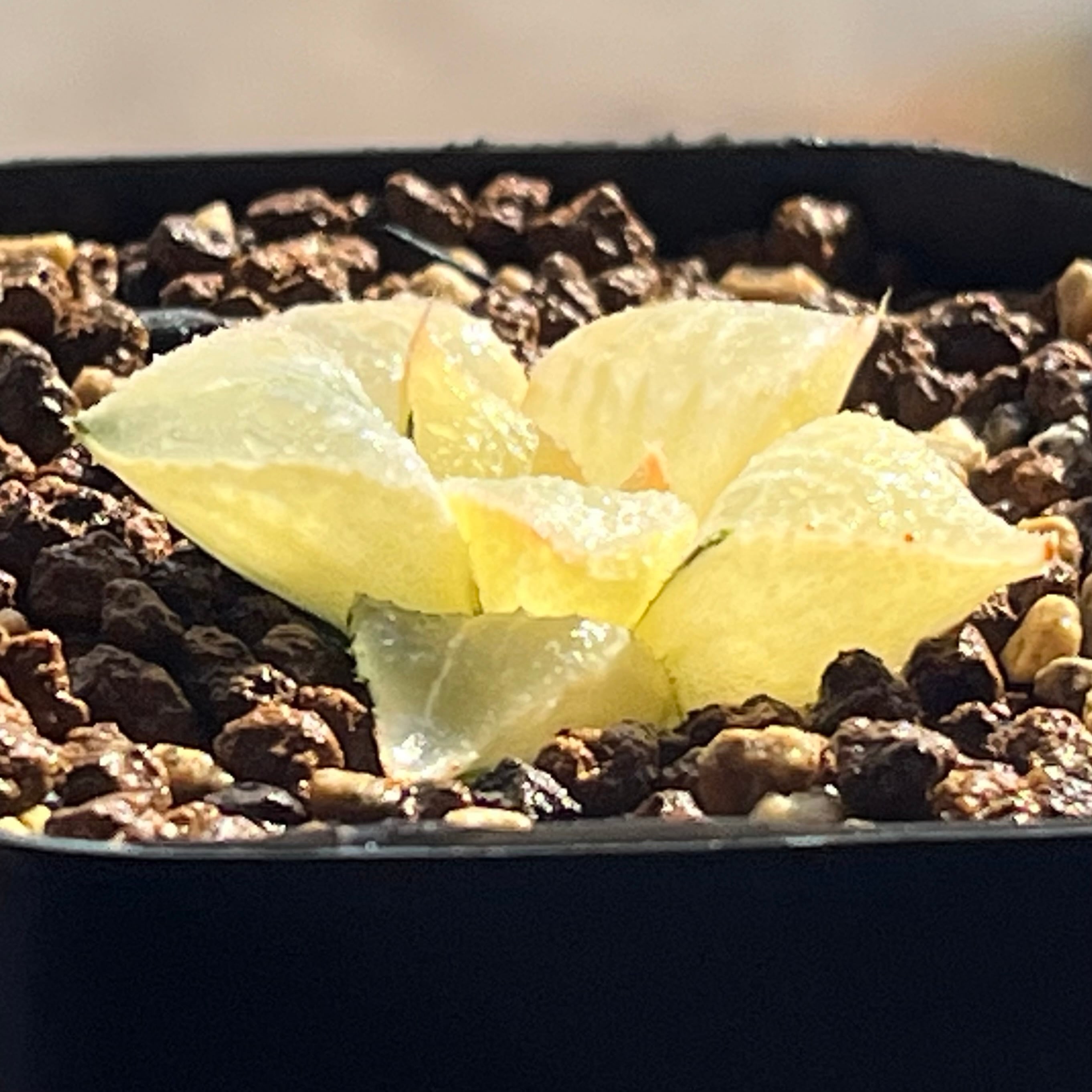 ハオルチア 酒呑童子錦 | mocono_plants