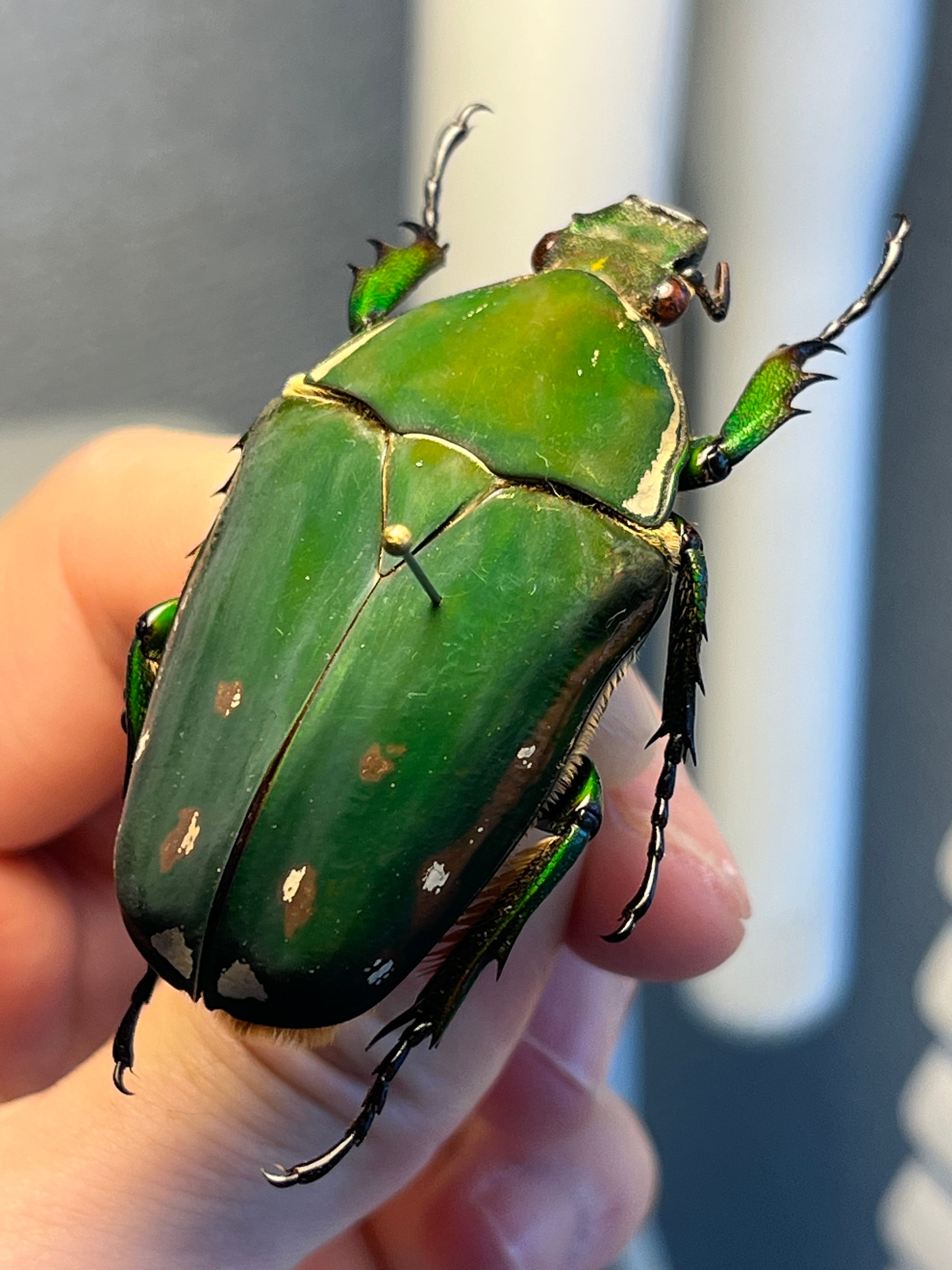 属内最大種】クビワオオツノハナムグリ カナブン ゴライアスオオツノ