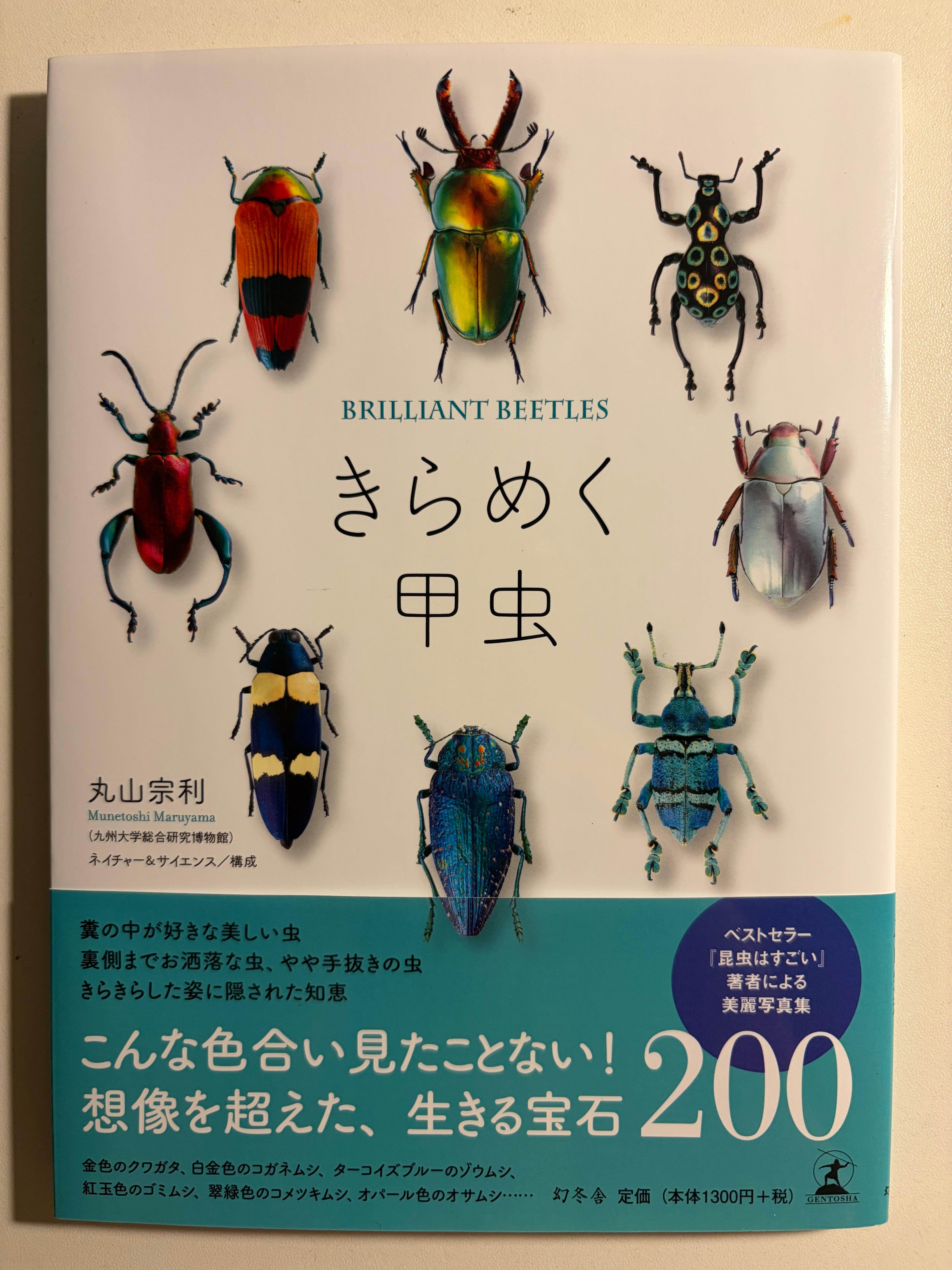 【23mm】キラキラアラメムカシタマムシ 昆虫標本 標本 甲虫 カミキリ 虫 | オモニキチュウ