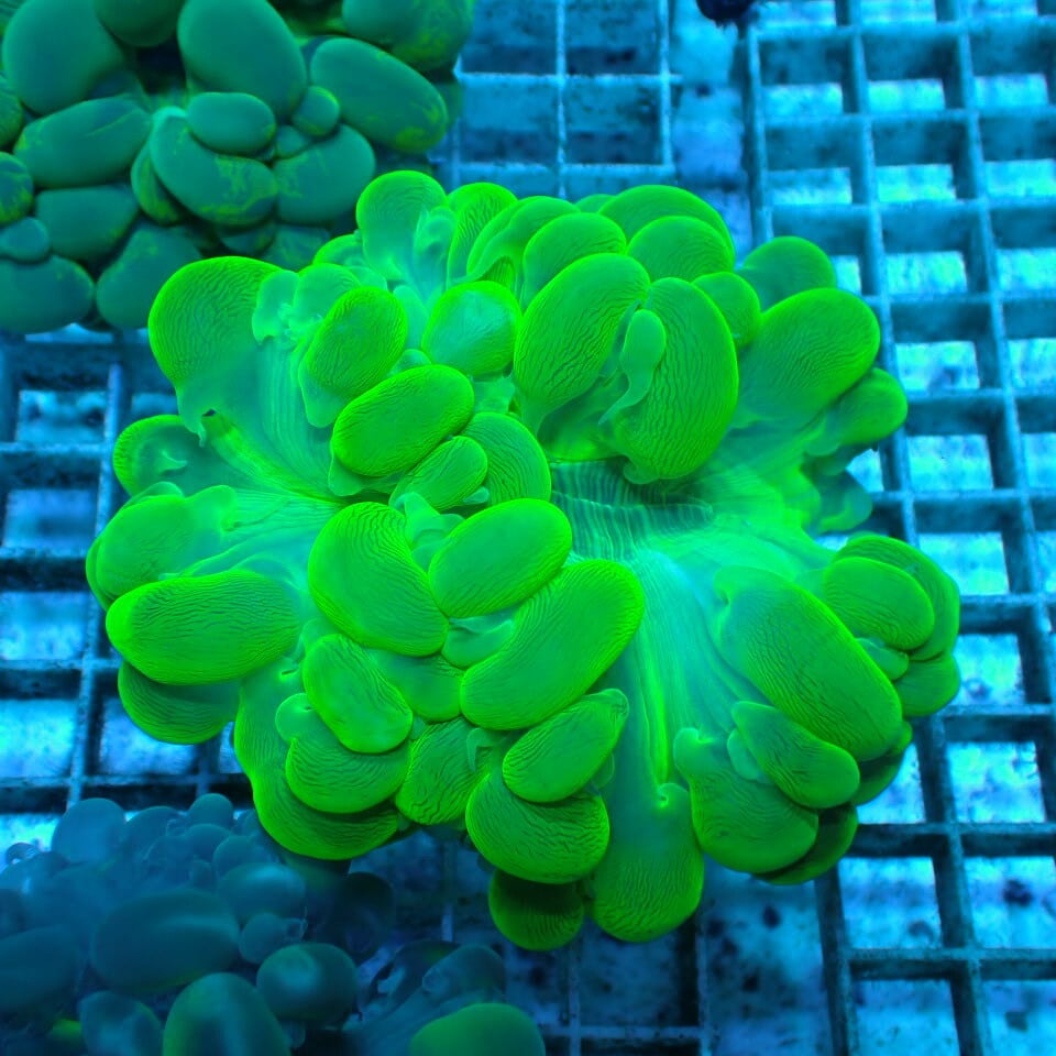 バブルコーラル | HOUSE REEF(ハウスリーフ)サンゴ・海水魚・海藻