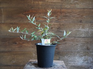 【現物】ガストロロビウム セリセウム ”レッドスター”　C