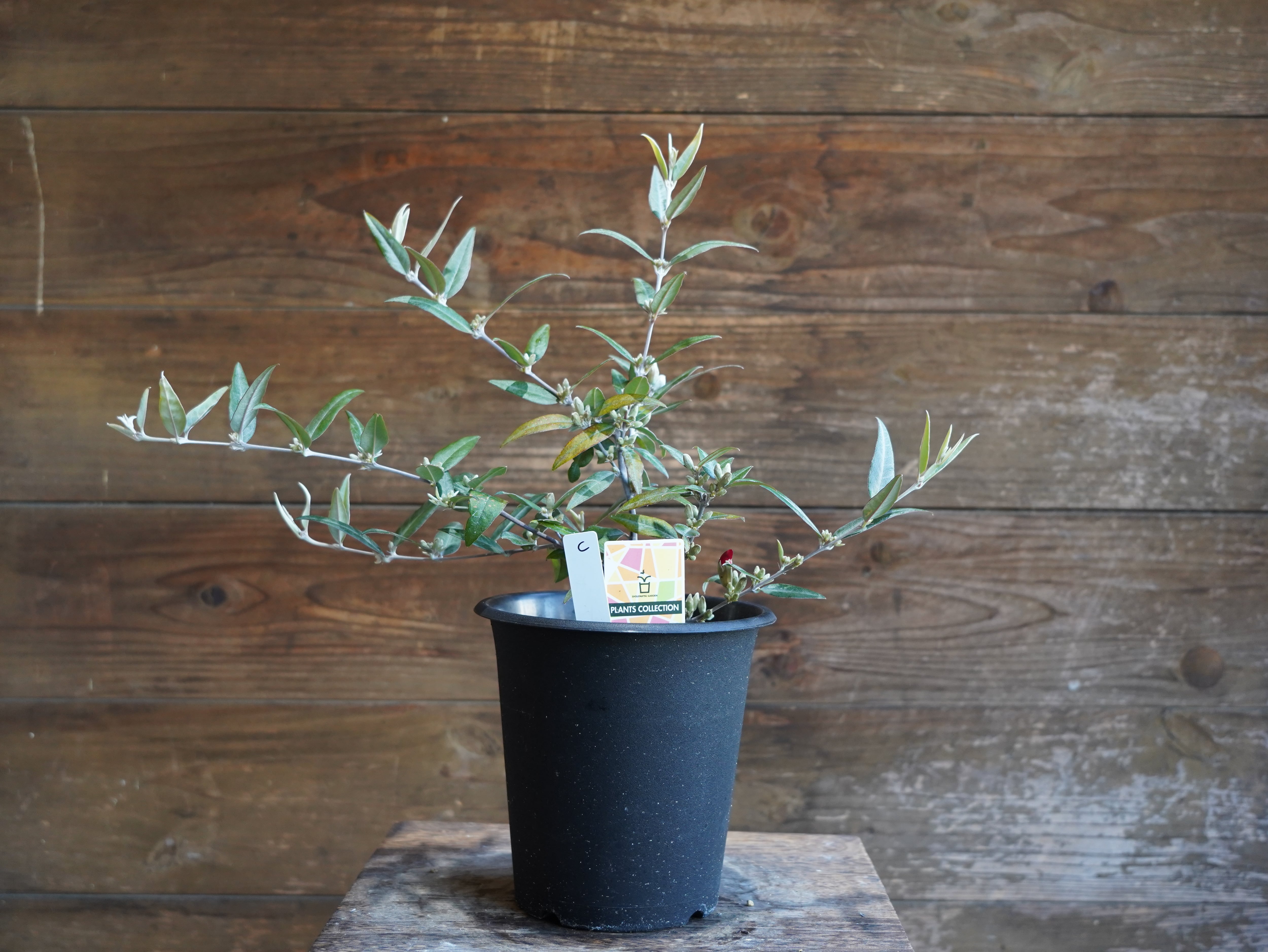 【現物】ガストロロビウム セリセウム ”レッドスター”　C