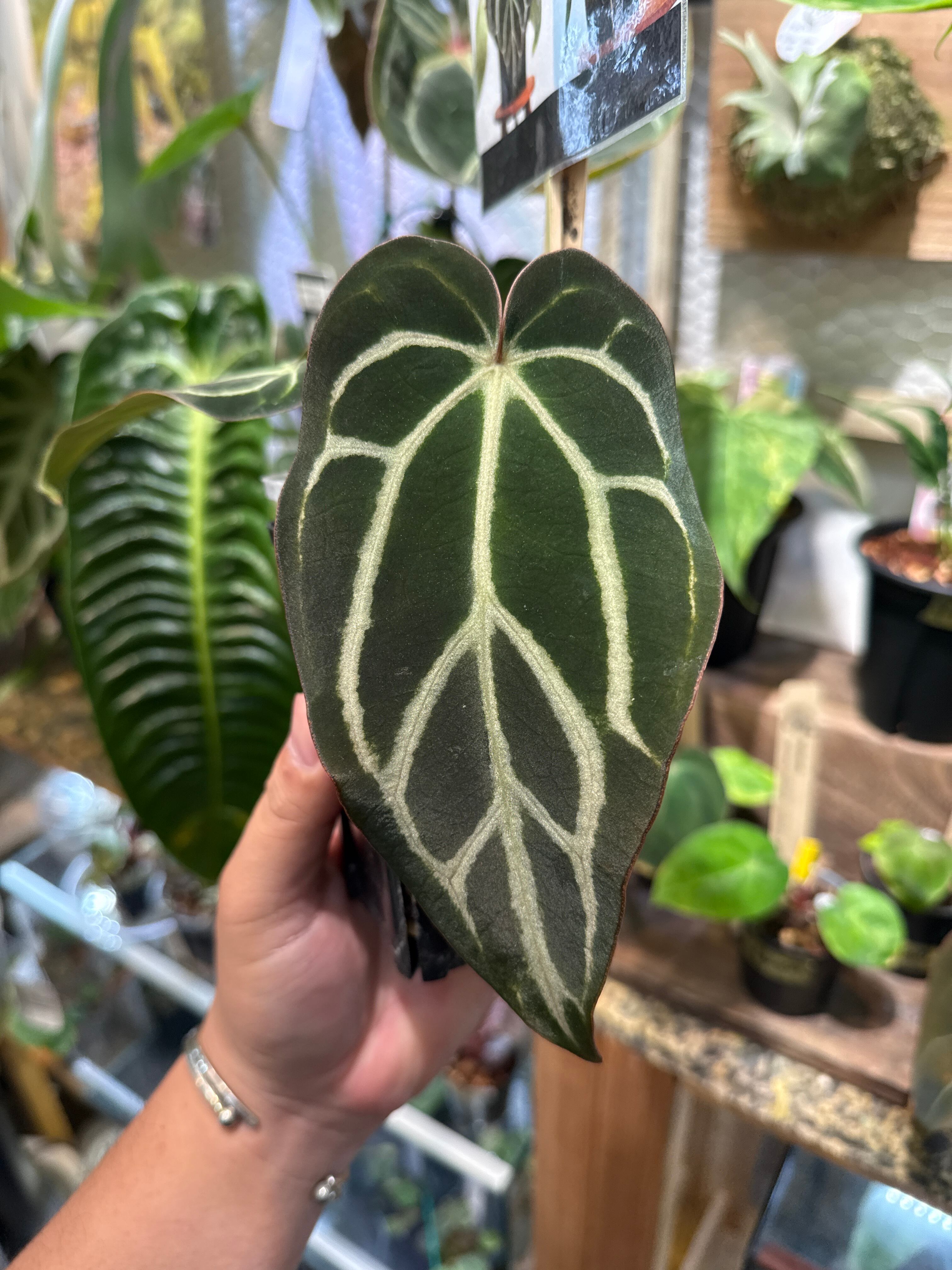 その他観葉植物 Anthurium 052 Anthurium carlablackiea 【narrow type】 (acu-5 × acu-4