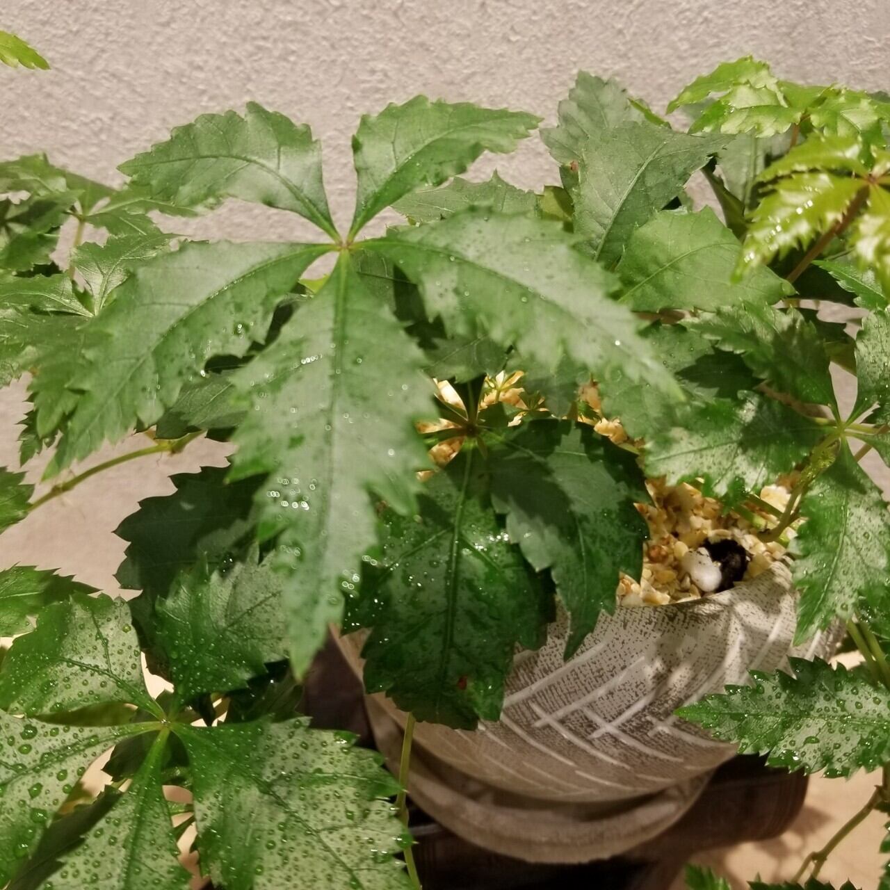 一点もの シッサス ヘンリアーナ 観葉植物 ヘンリアーナ つる性おすすめ ヘンリアーナギフト 植物初心者 フラワーギフト専門店 Conoka Online Shop お花や観葉植物で記念日を彩る 一点もの シッサス ヘンリアーナ 観葉植物 ヘンリアーナ つる性おすすめ ヘンリアーナギフト 植物初心者 フラワーギフト専門店 Conoka Online Shop お花や観葉植物で記念日を彩る