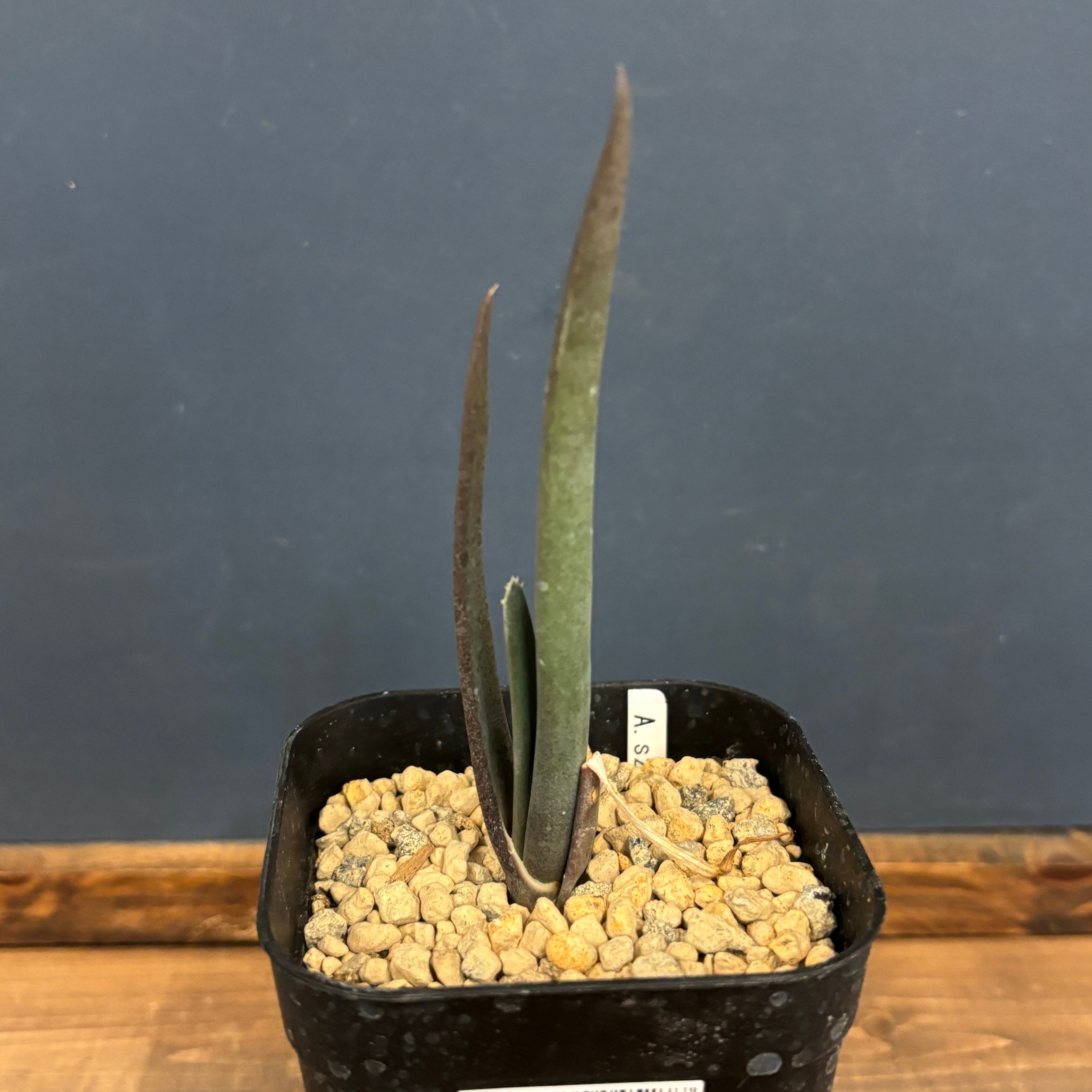 アロエ スザンナエ【244】