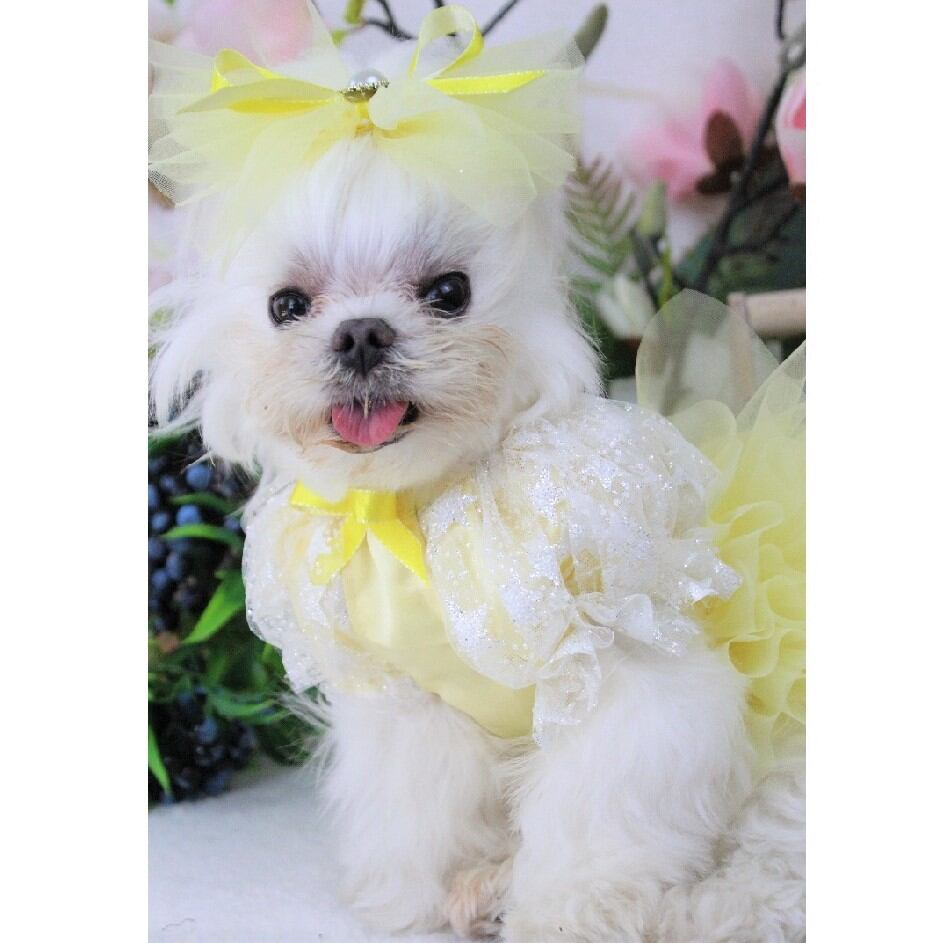 大型犬もOK イエローのプリンセスワンピース