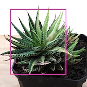 抜き苗 十二の巻錦 エレガンス 単頭 Haworthia fasciata 'Elegans'