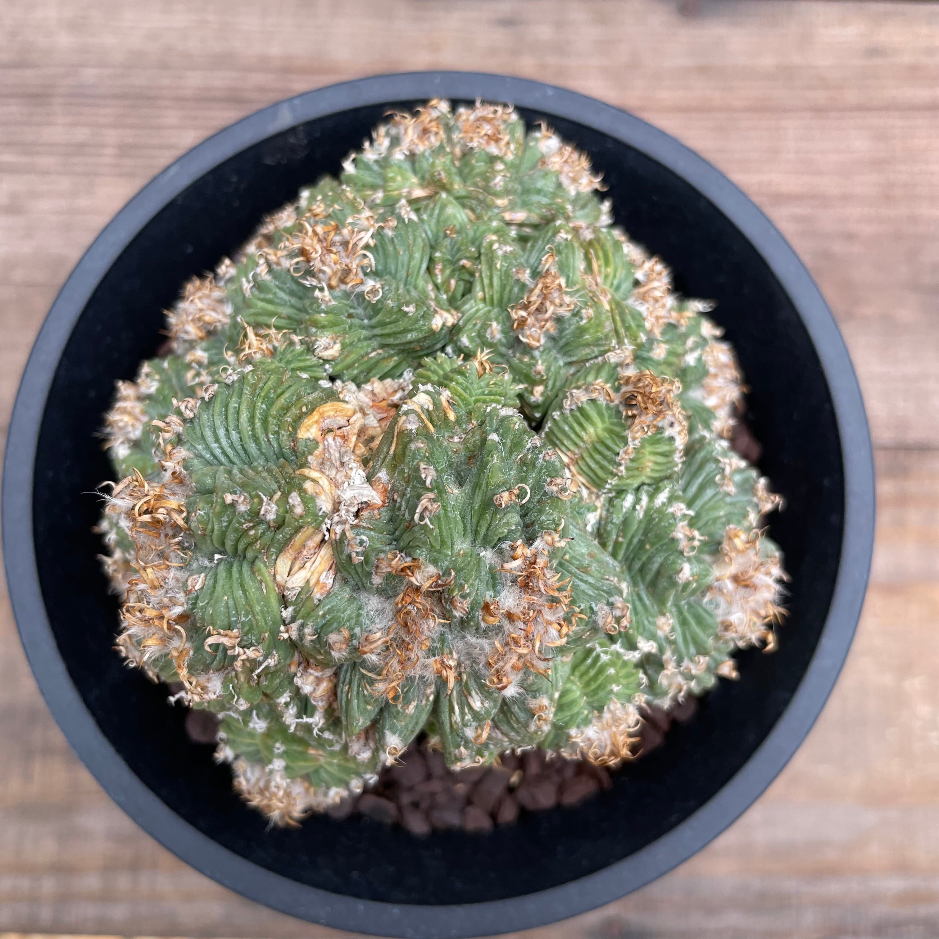 Aztekium ritteri 