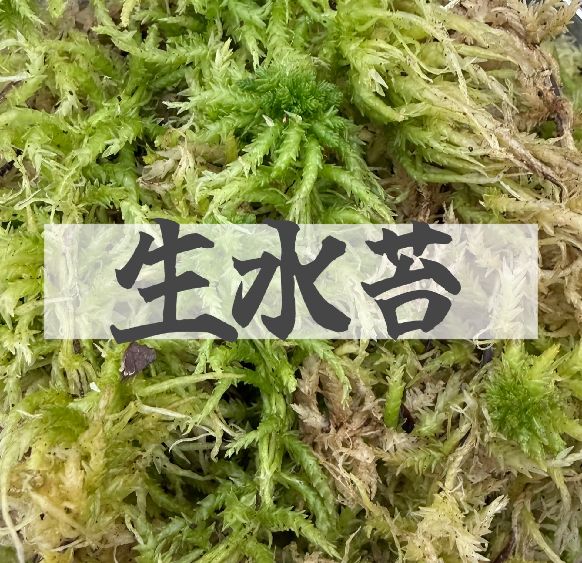 2L】国産 摘み立て生水苔（生きた水苔） | KPW BASE店
