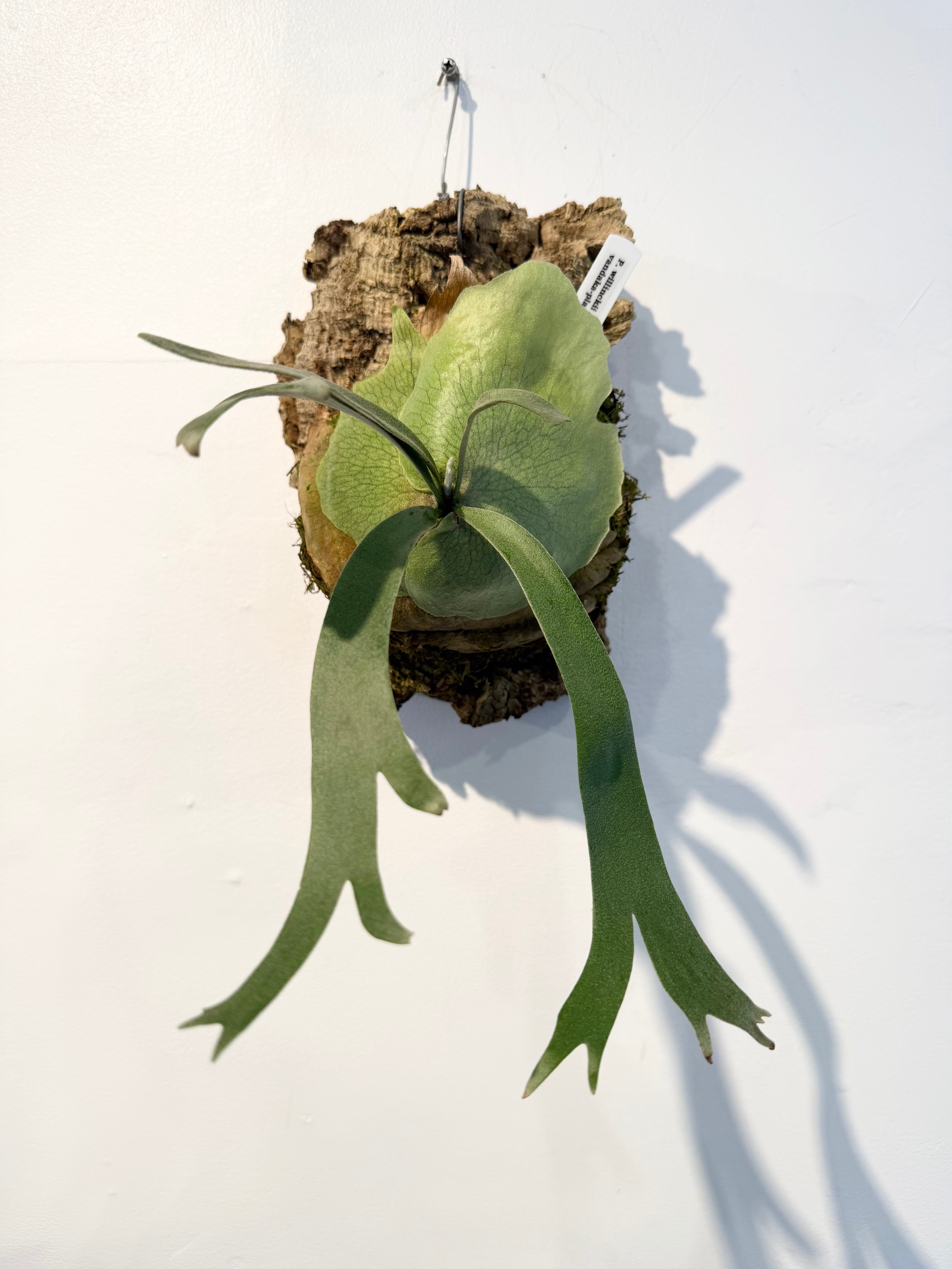 a) P. veitchii wild (vp#0 
