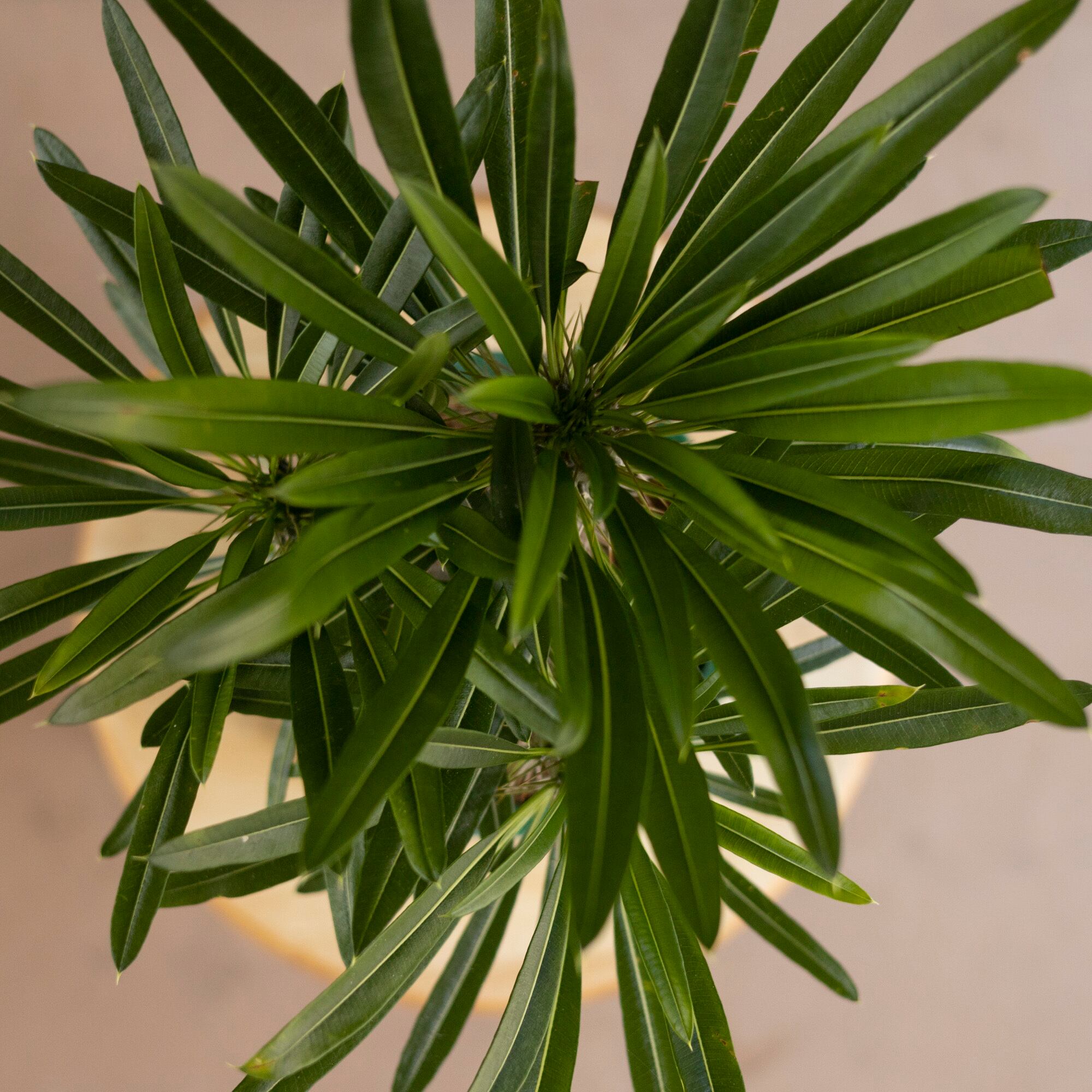 多頭 ラメリー パキポディウム 塊根植物 コーデックス 観葉植物 楽天市場】【送料無料】パキポディウム ラメリー 塊根植物 観葉