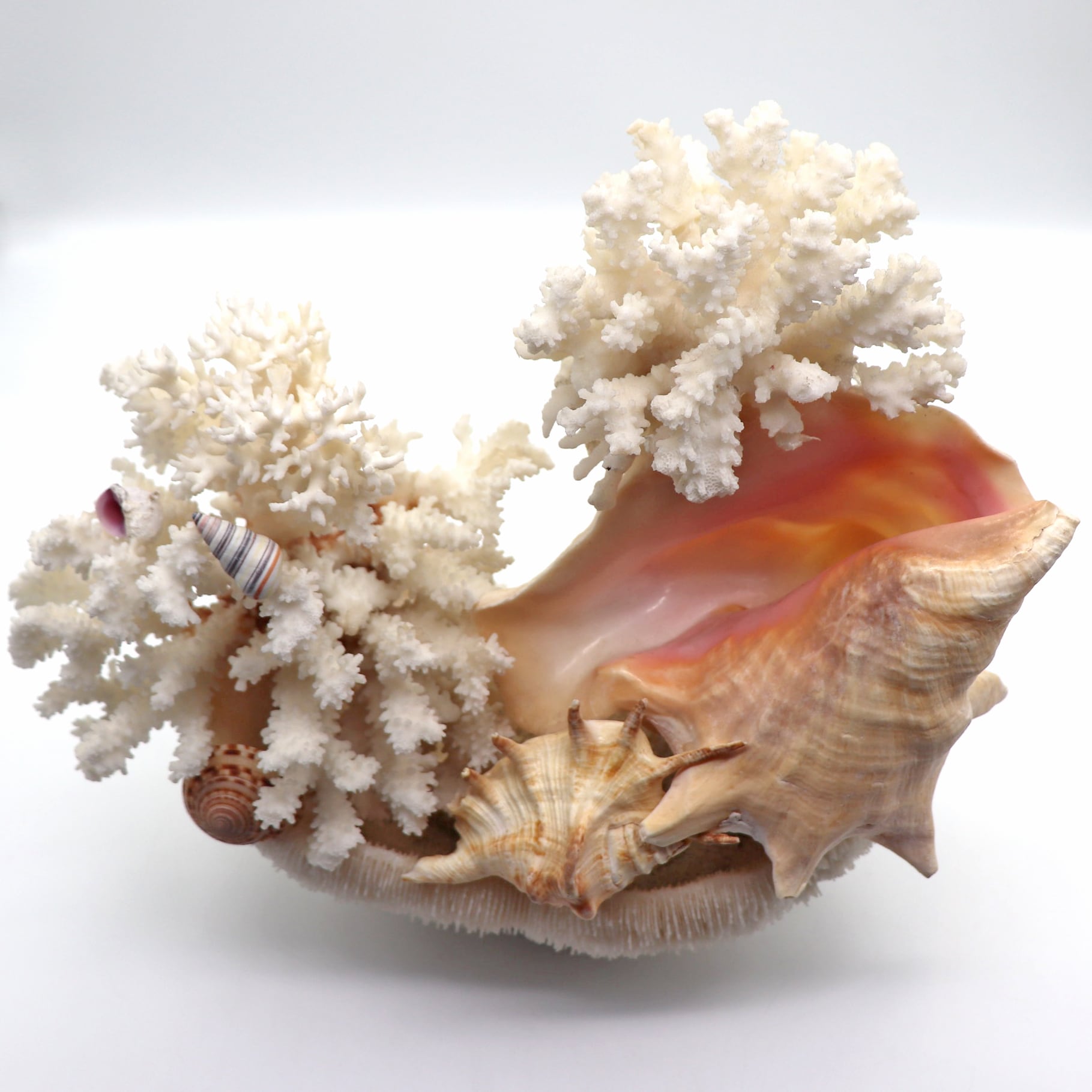 白珊瑚・サンゴ・コーラル・置物・インテリア・No.220709-28・梱包