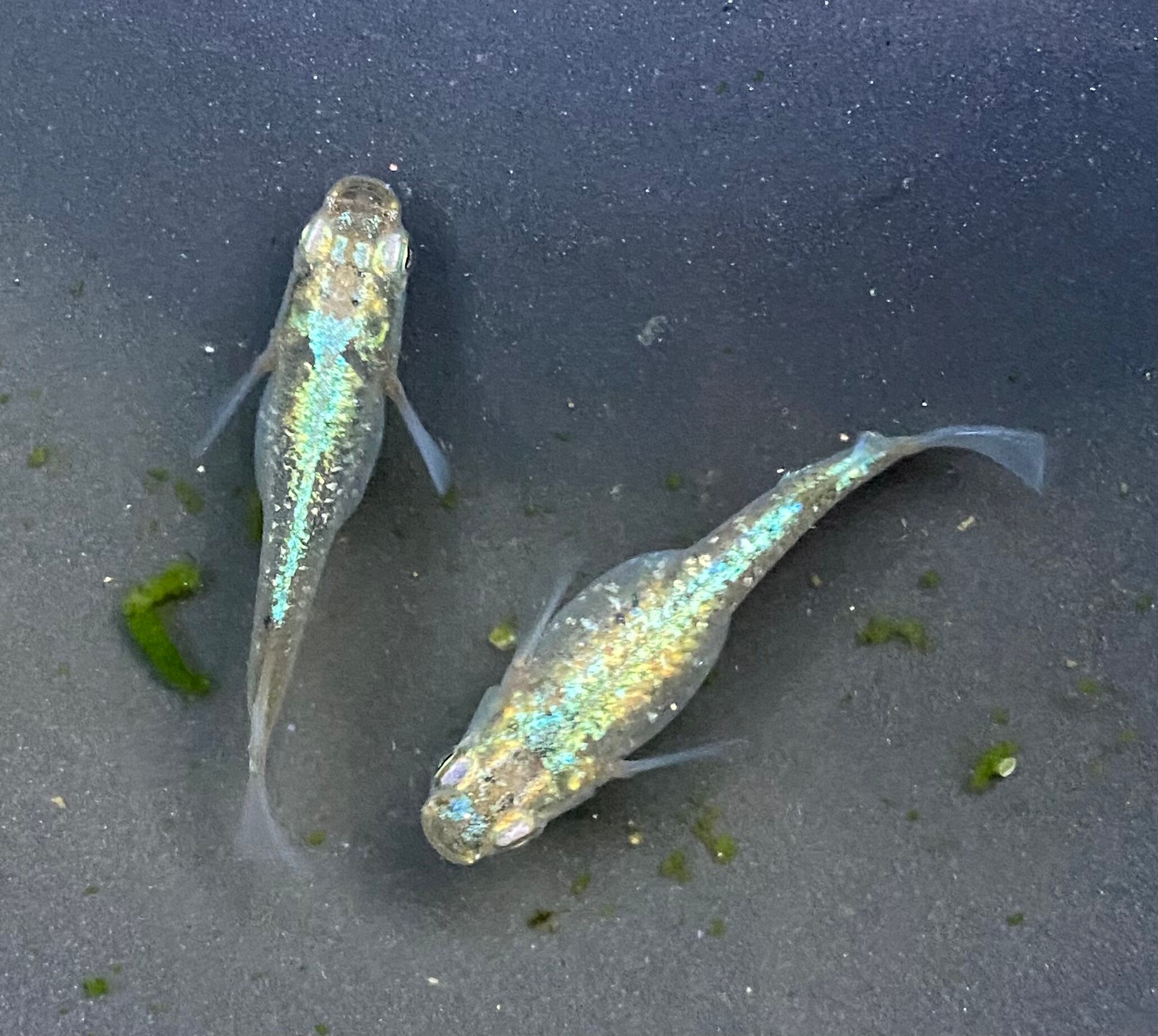 白変種八咫烏の雛　緑 白変種八咫烏の雛 緑 Hakusan Yoshimitsu | Touken Ranbu Wiki