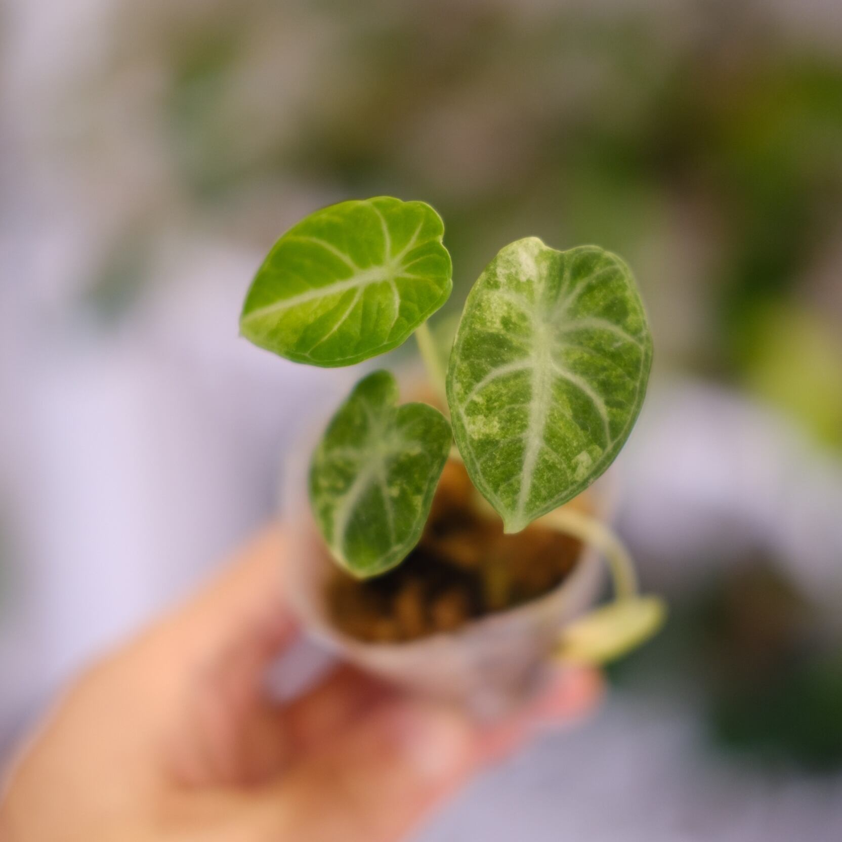 Alocasia Ninja Tricolor / アロカシア ニンジャ 斑入り⑤