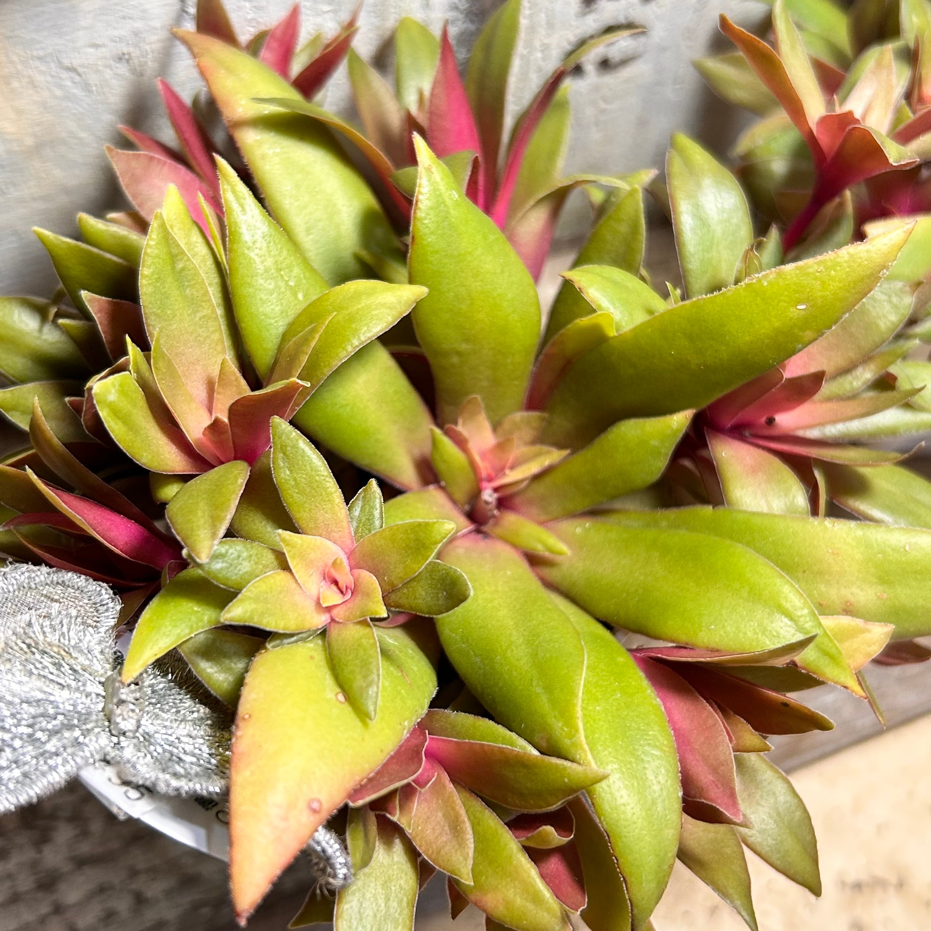 ヒアリナサンルイスデラパス | RuPo 多肉植物専門店