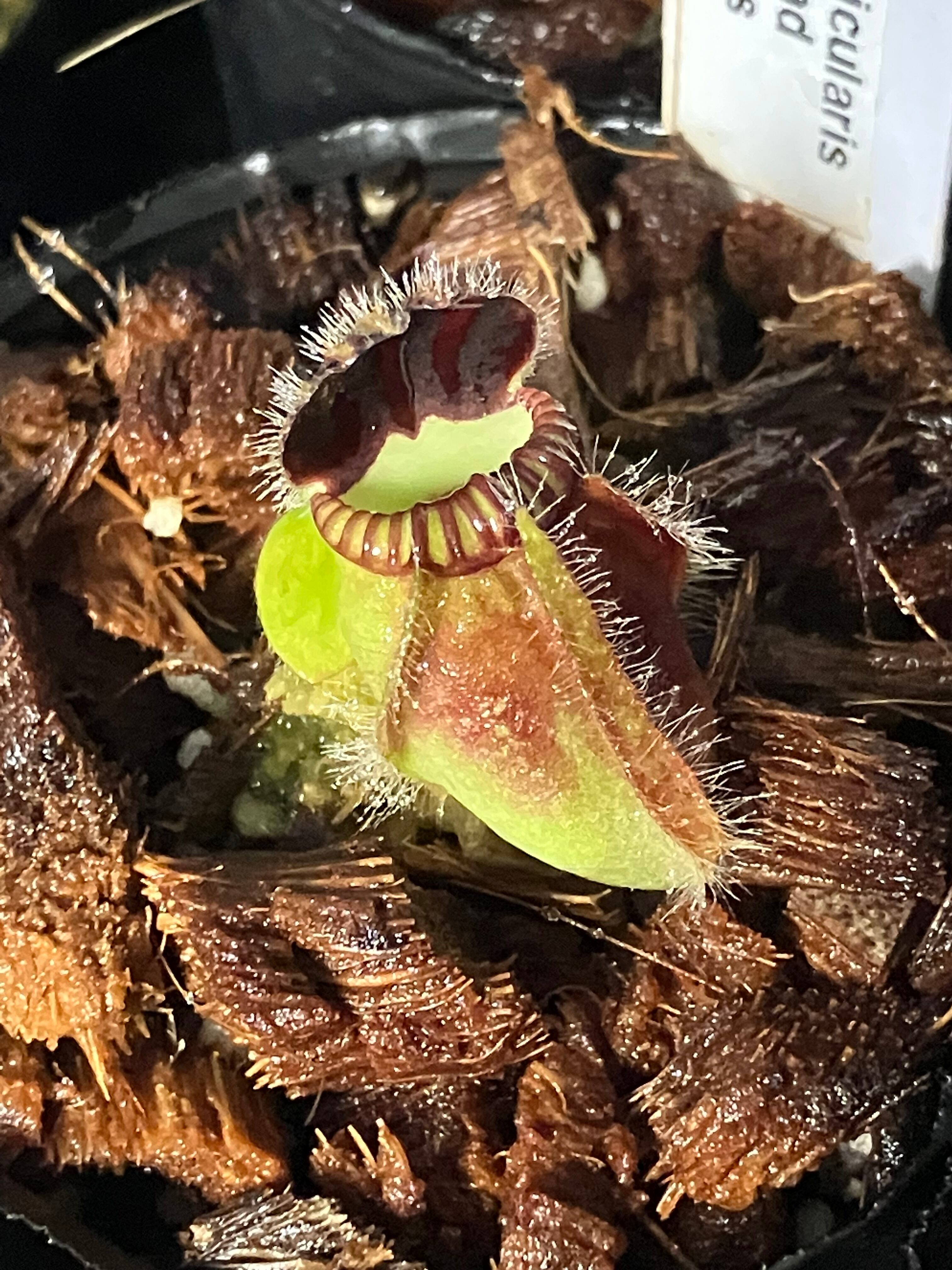 ALL ITEM | cephMania