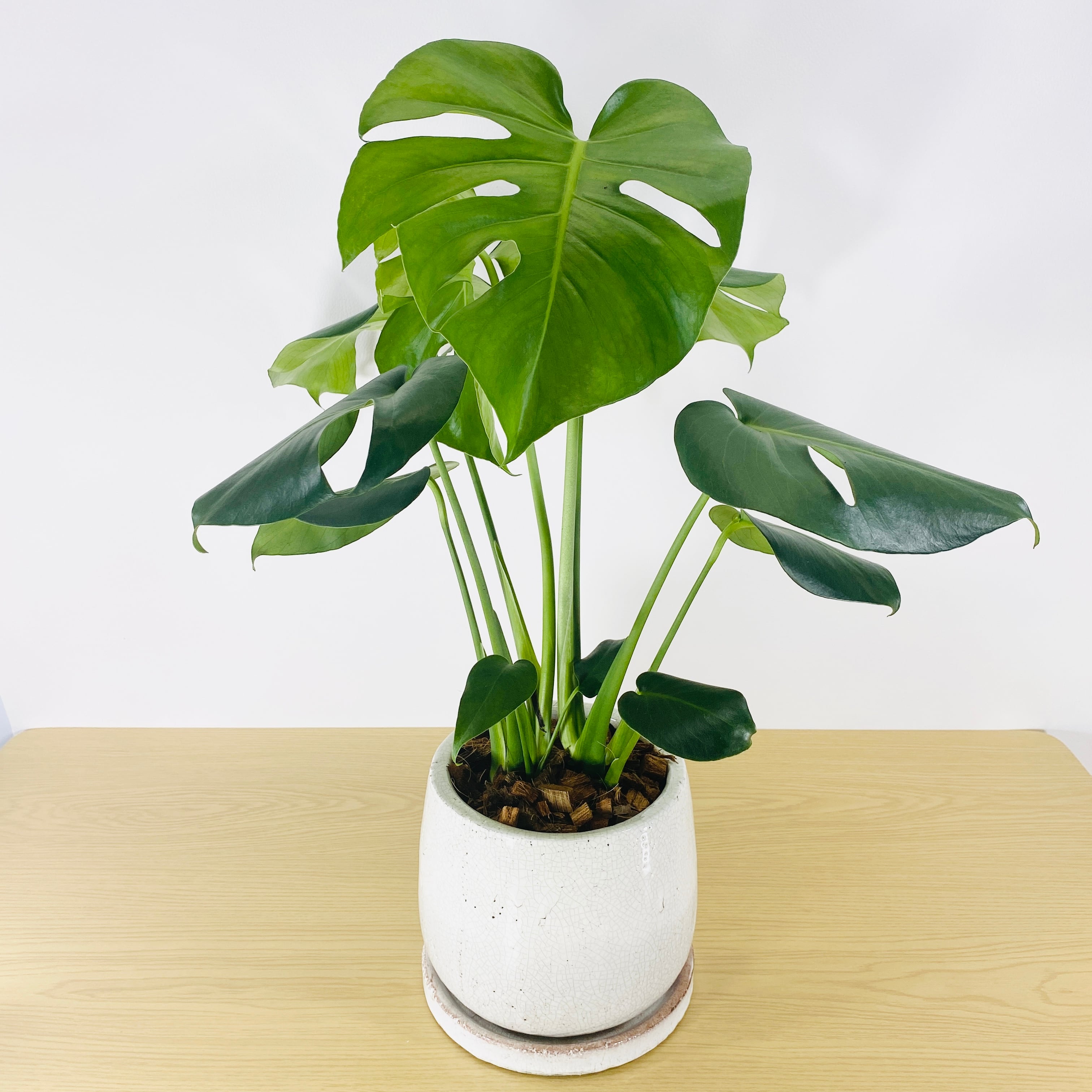 モンステラ アダンソニー (ヒメモンステラ) [観葉植物•1点もの モンステラ アダンソニー (ヒメモンステラ) [観葉植物•1点もの