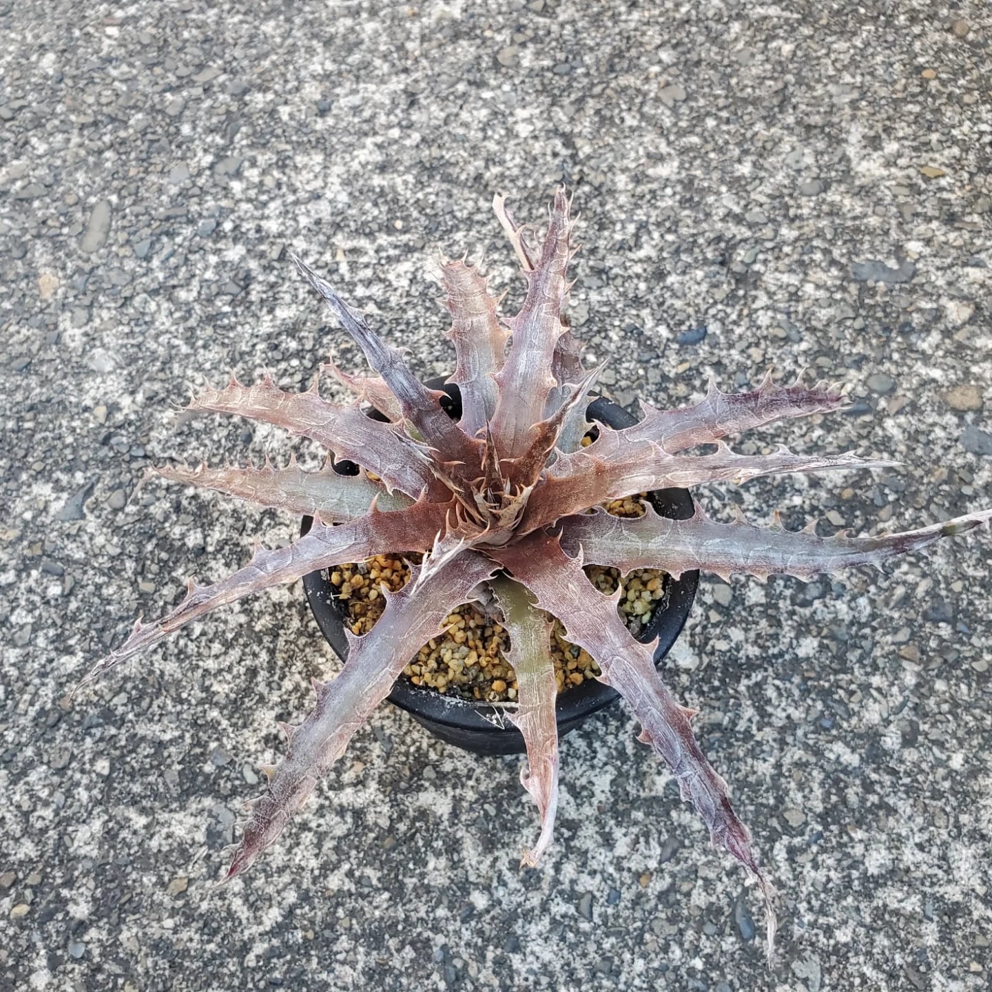 本物 ディッキア デリカータ Dyckia delicata rubra ⑵ Dyckia delicata seedling 雨に当たると緑葉に赤トゲが際立ってさらに
