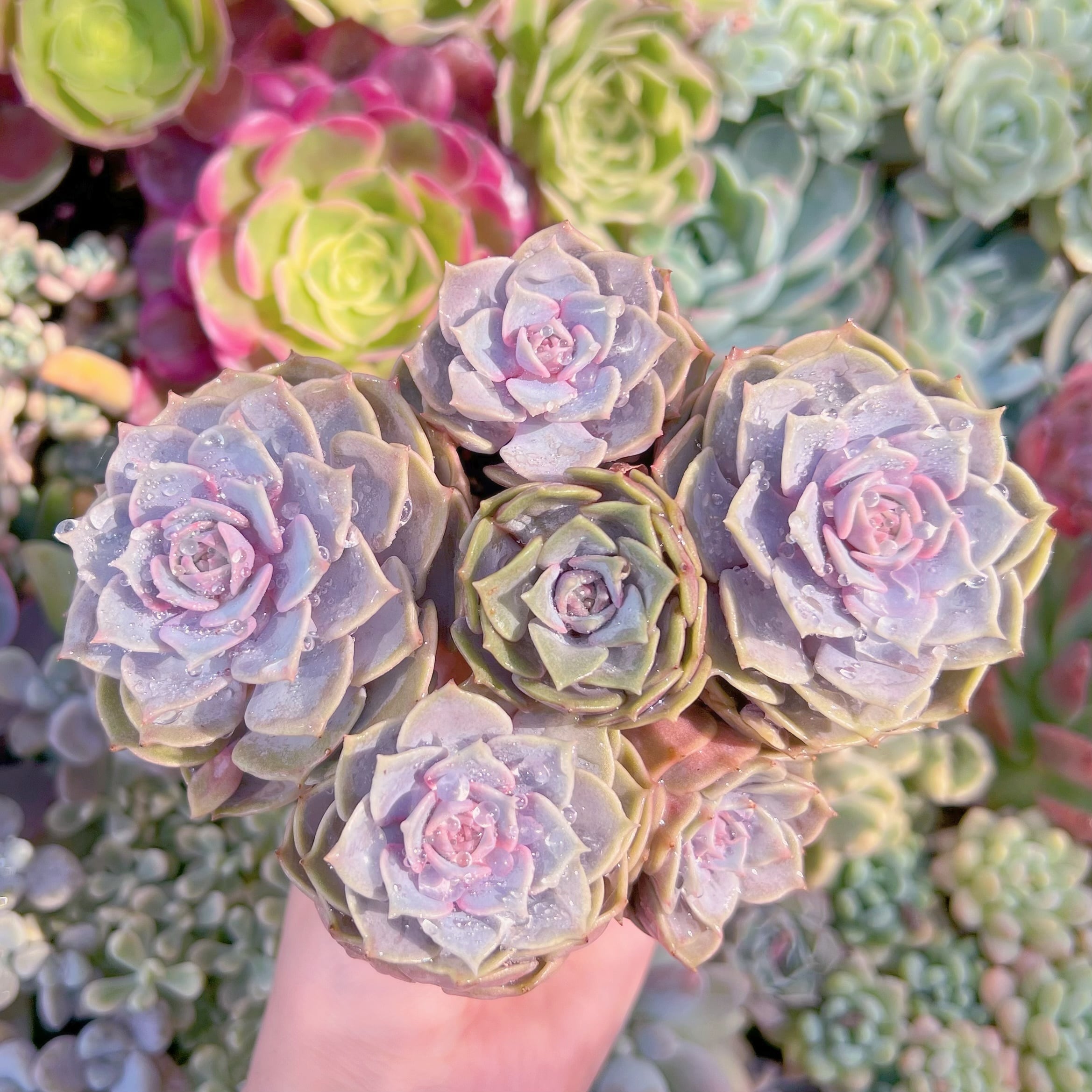 現品　ピンクローラ#F099　るる農園