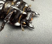 【WD】《スマトラオオヒラタ アチェ産 39mm ♀単A'品》