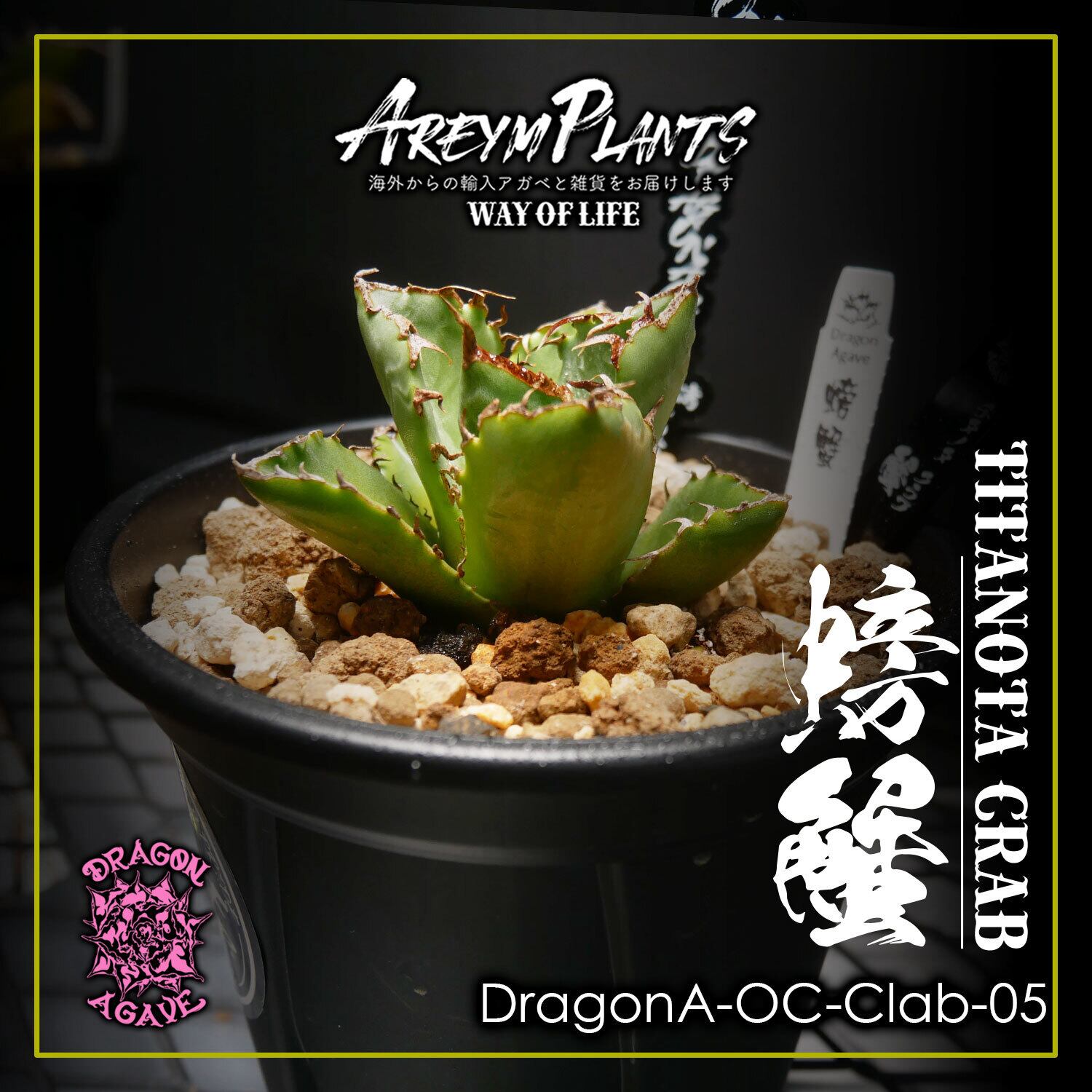 アガベ チタノタ 抜き苗発送