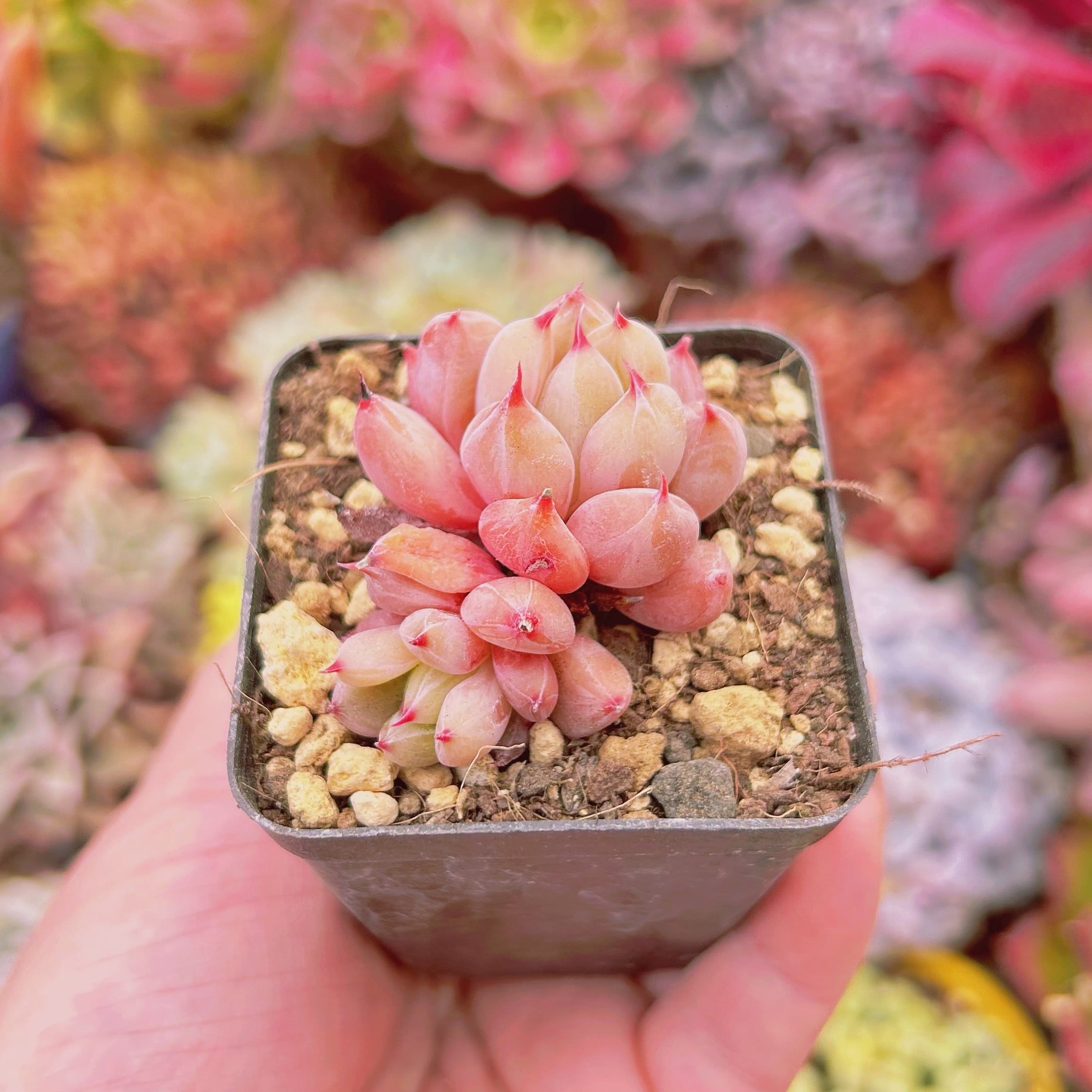 #201現物　多肉植物　白桃　抜き苗