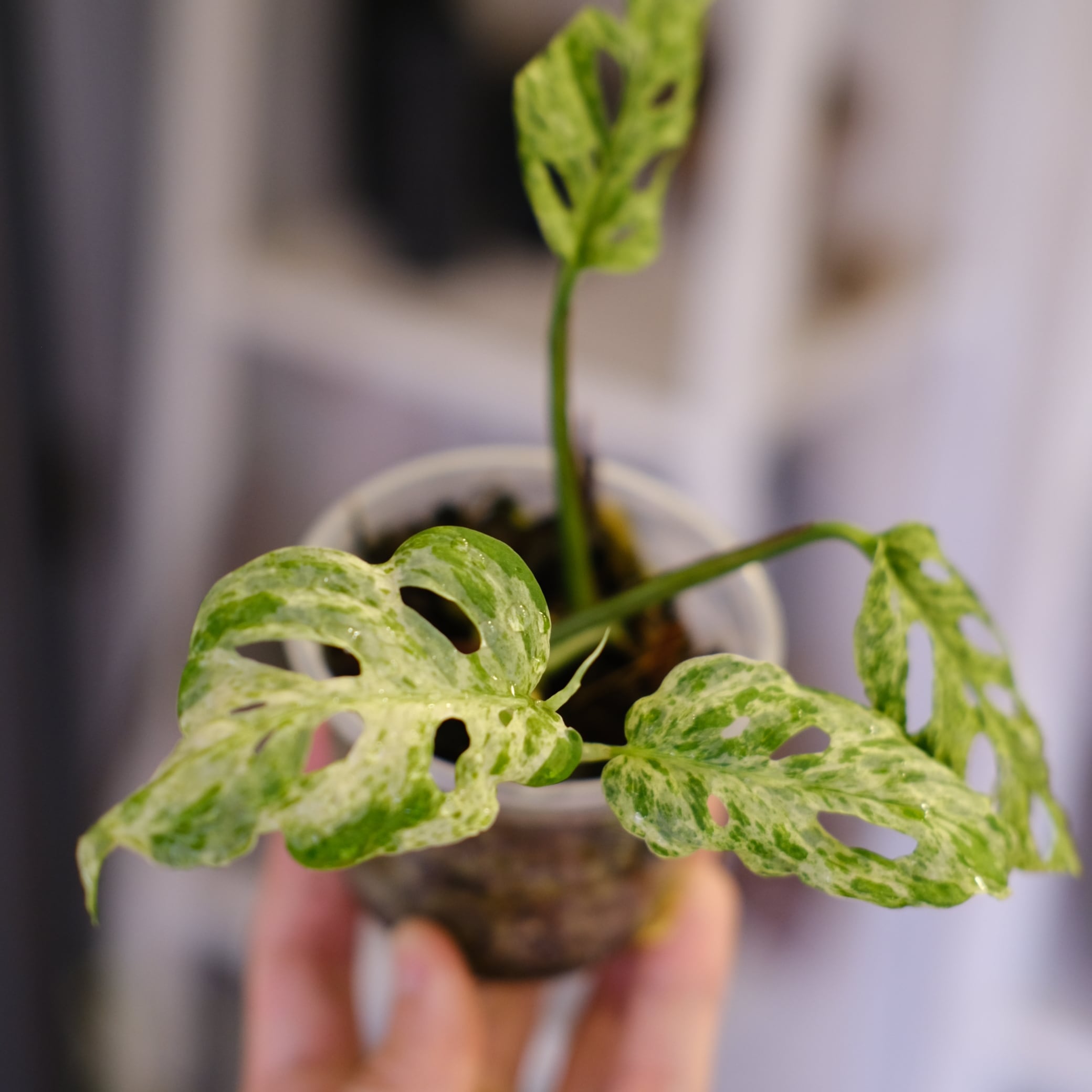 1~￥4,999 | tokyoplants (トーキョープランツ)｜希少な観葉植物専門店