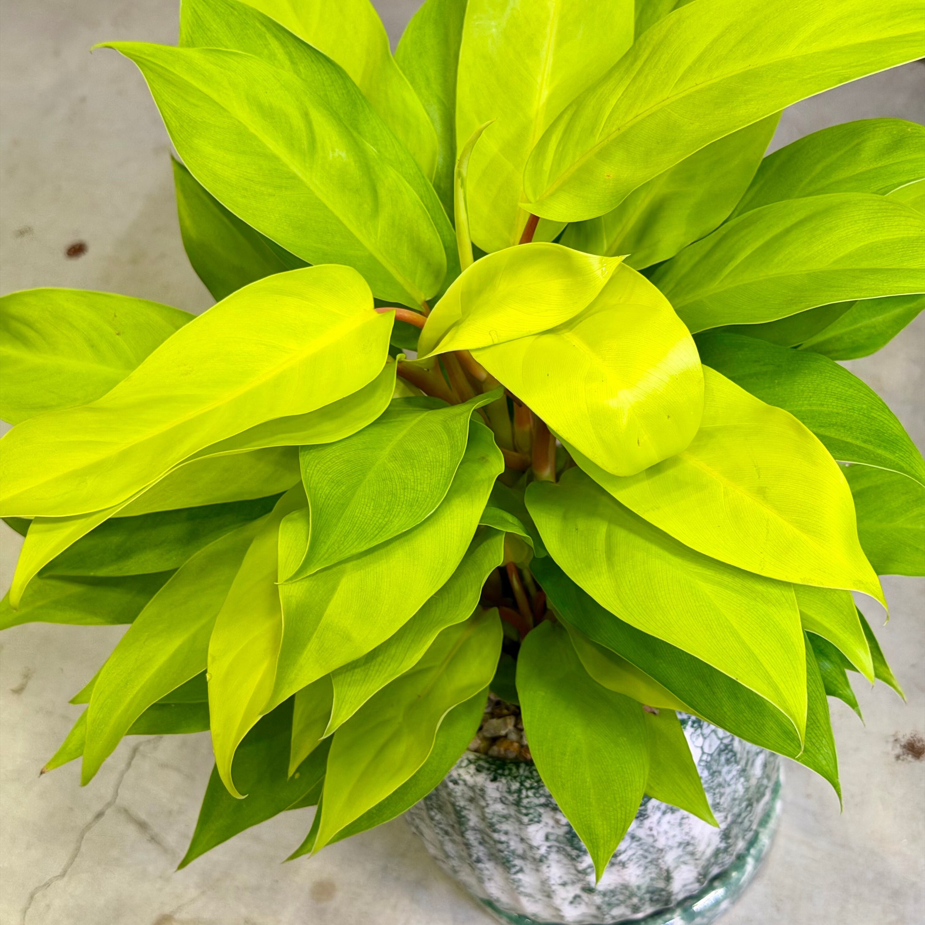 フィロデンドロン・レモンライム | barrelplants_BONSAI